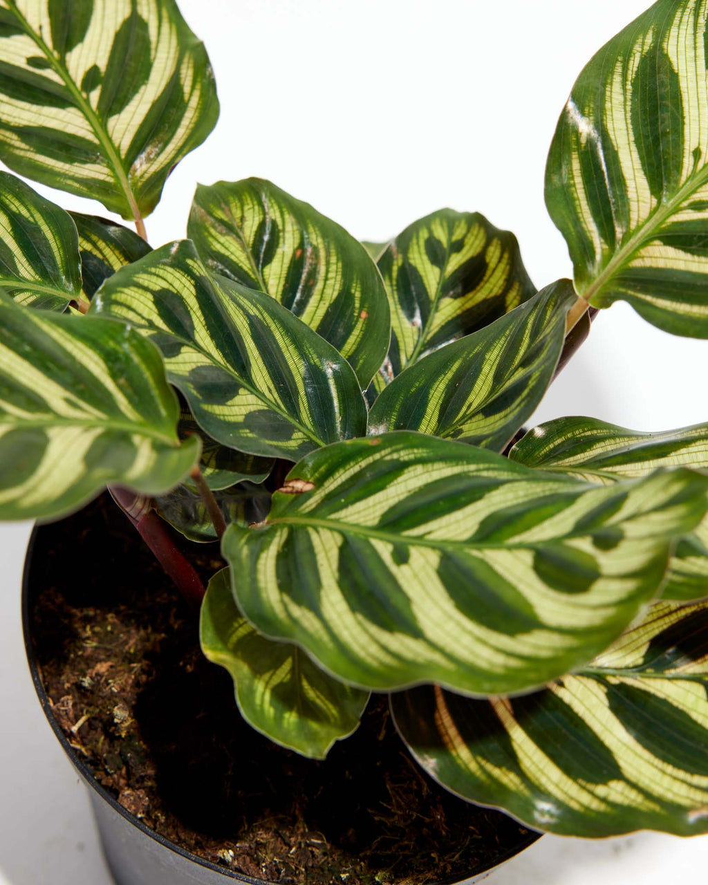 Peacock Plant
