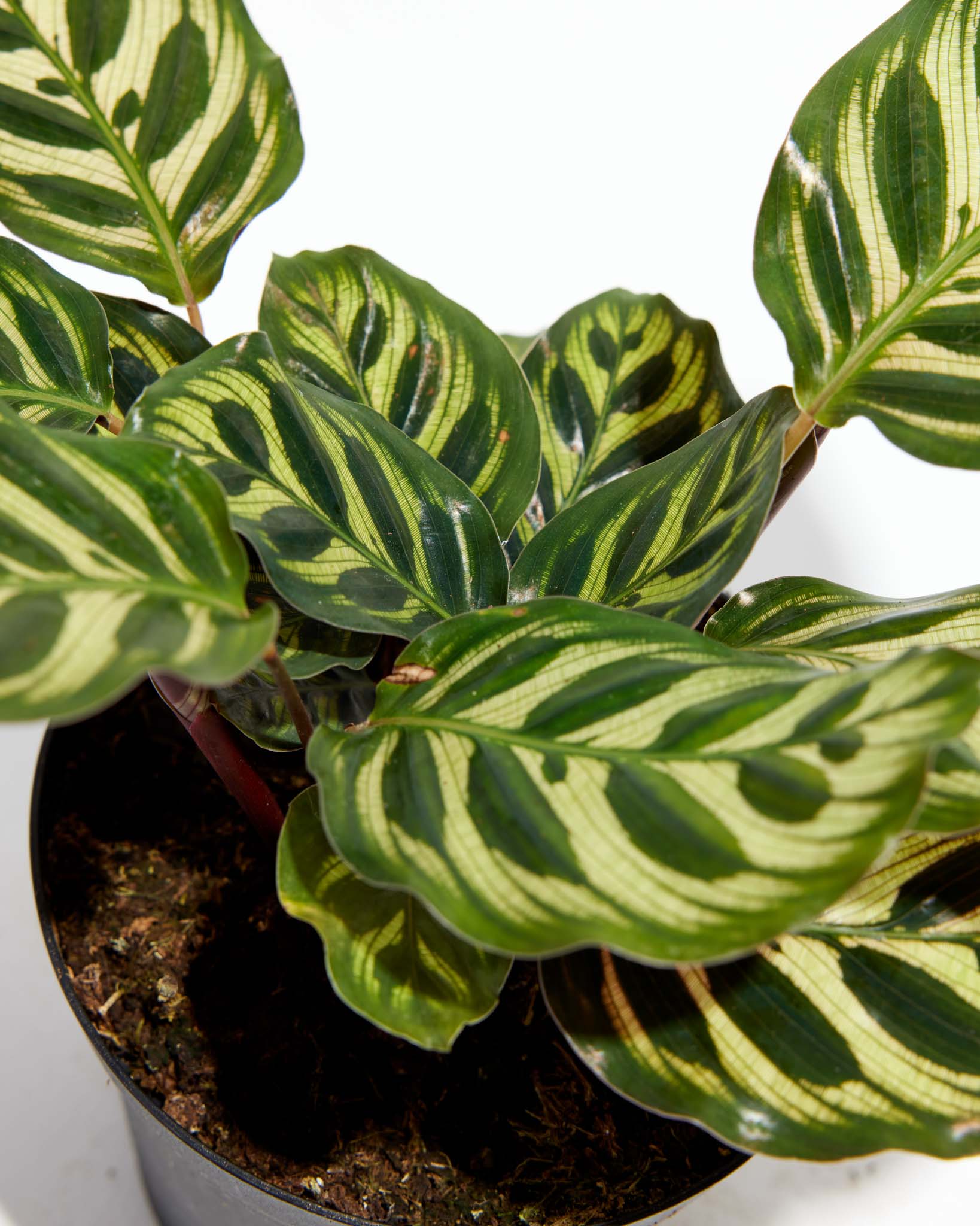 Peacock Plant