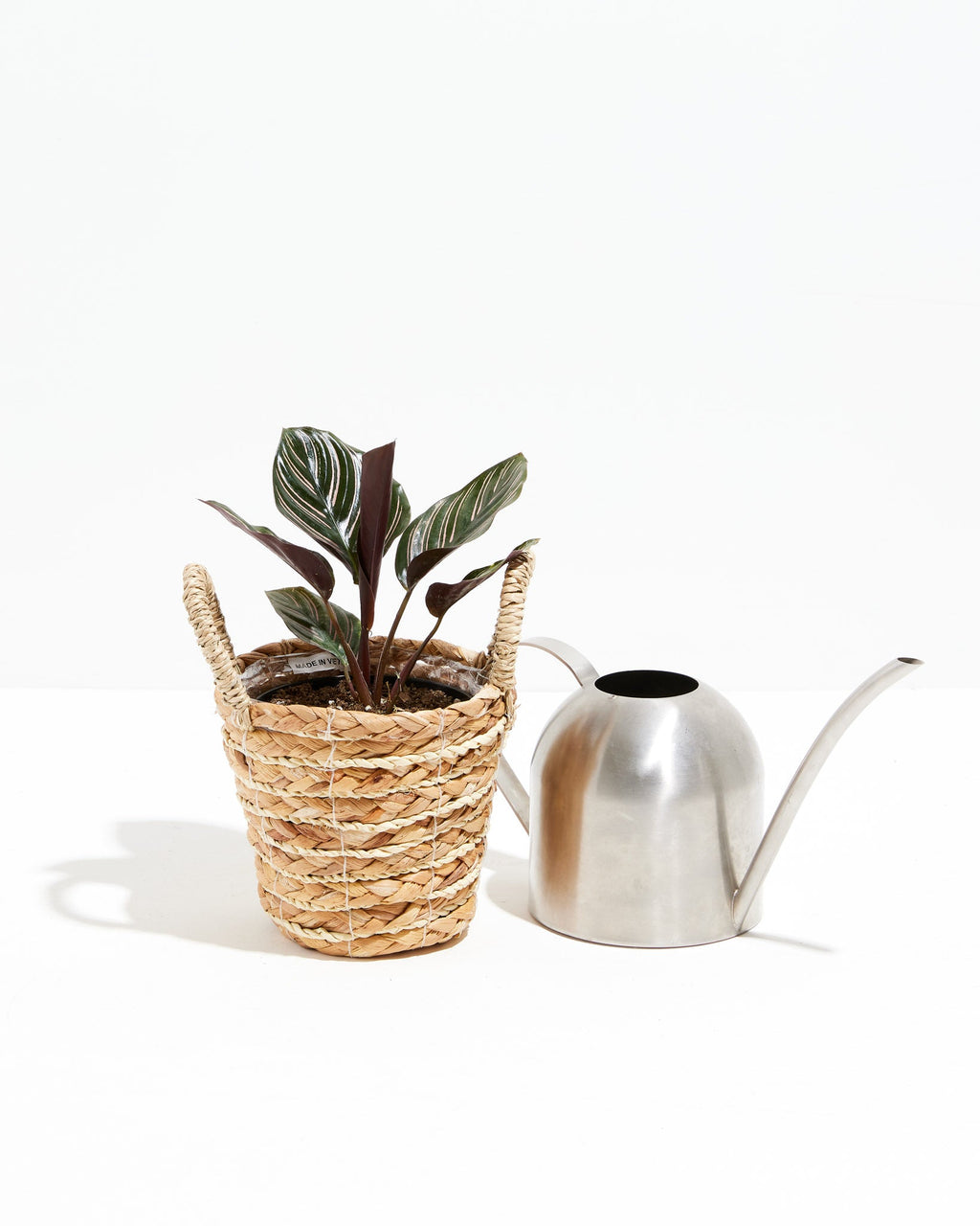 Pinstripe Calathea