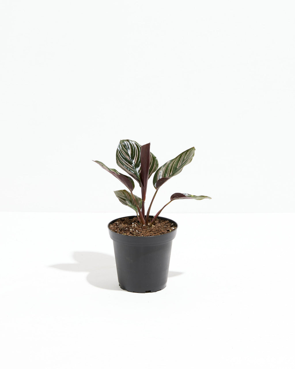 Pinstripe Calathea