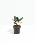 Pinstripe Calathea
