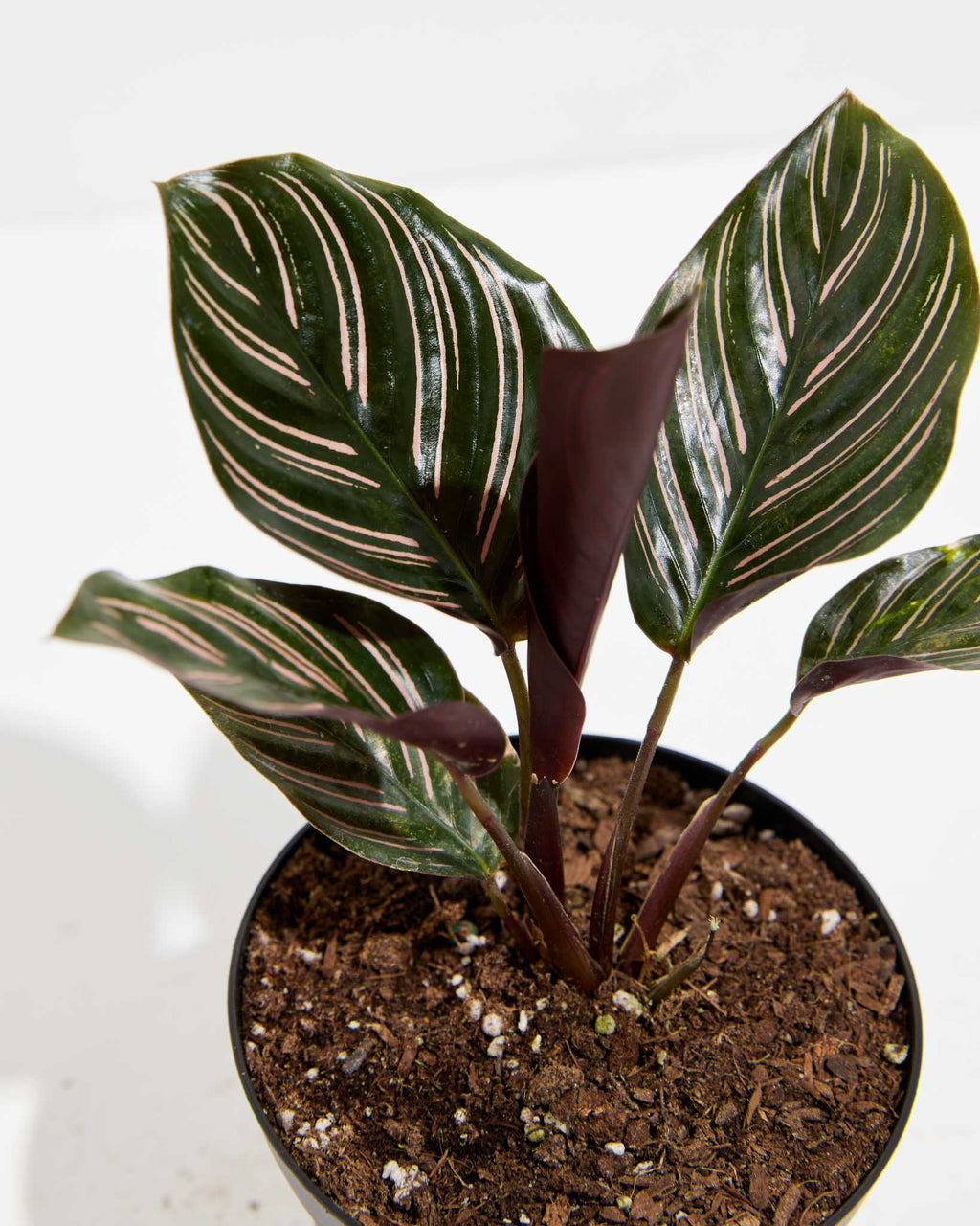 Pinstripe Calathea
