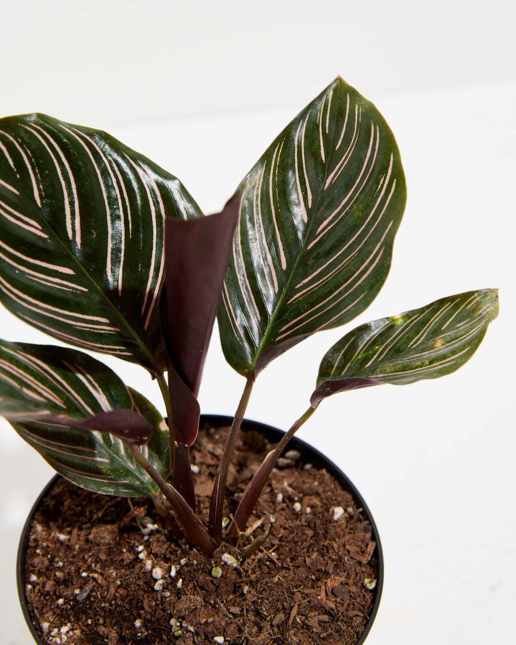 Pinstripe Calathea