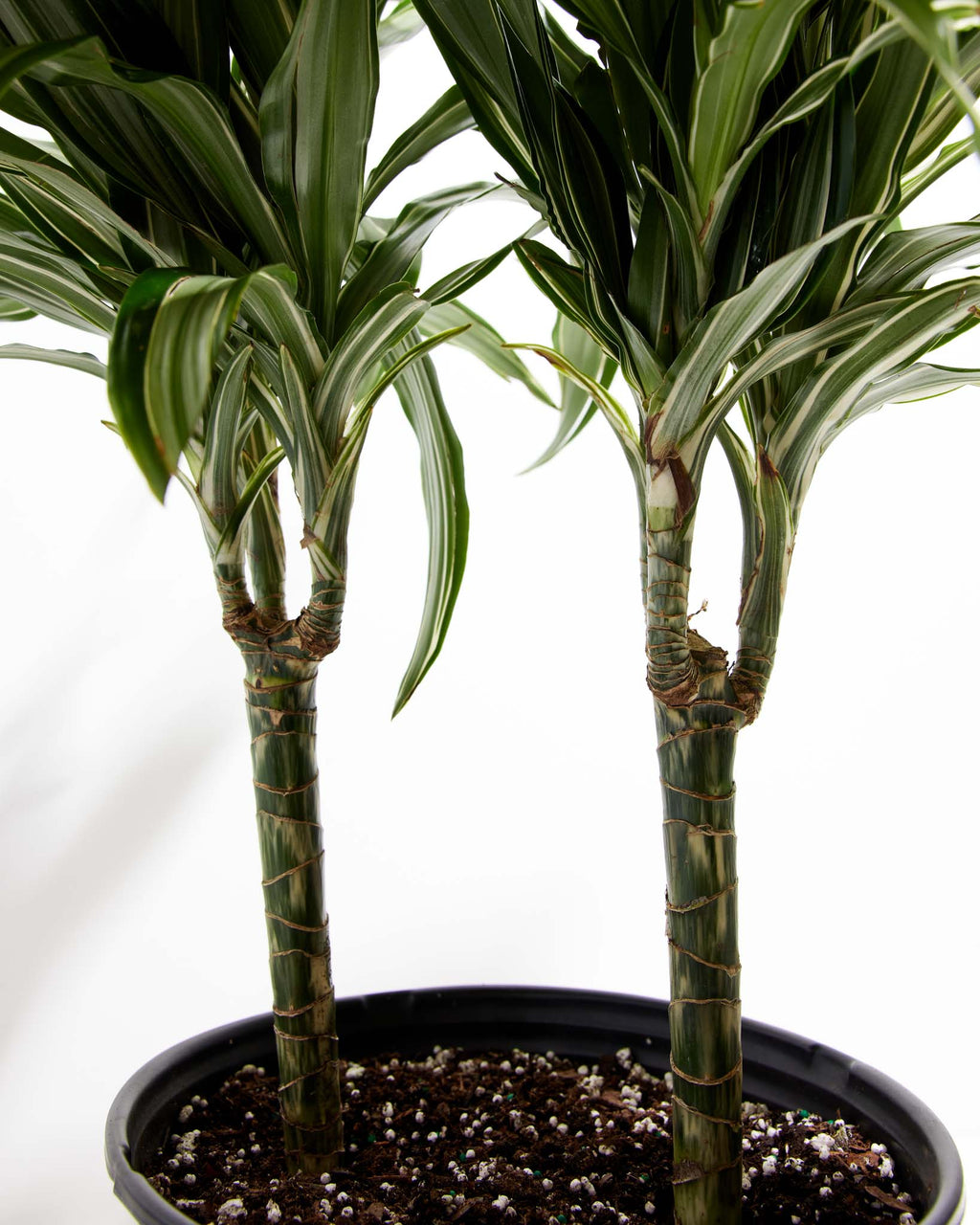White Striped Dracaena (Dragon Tree)