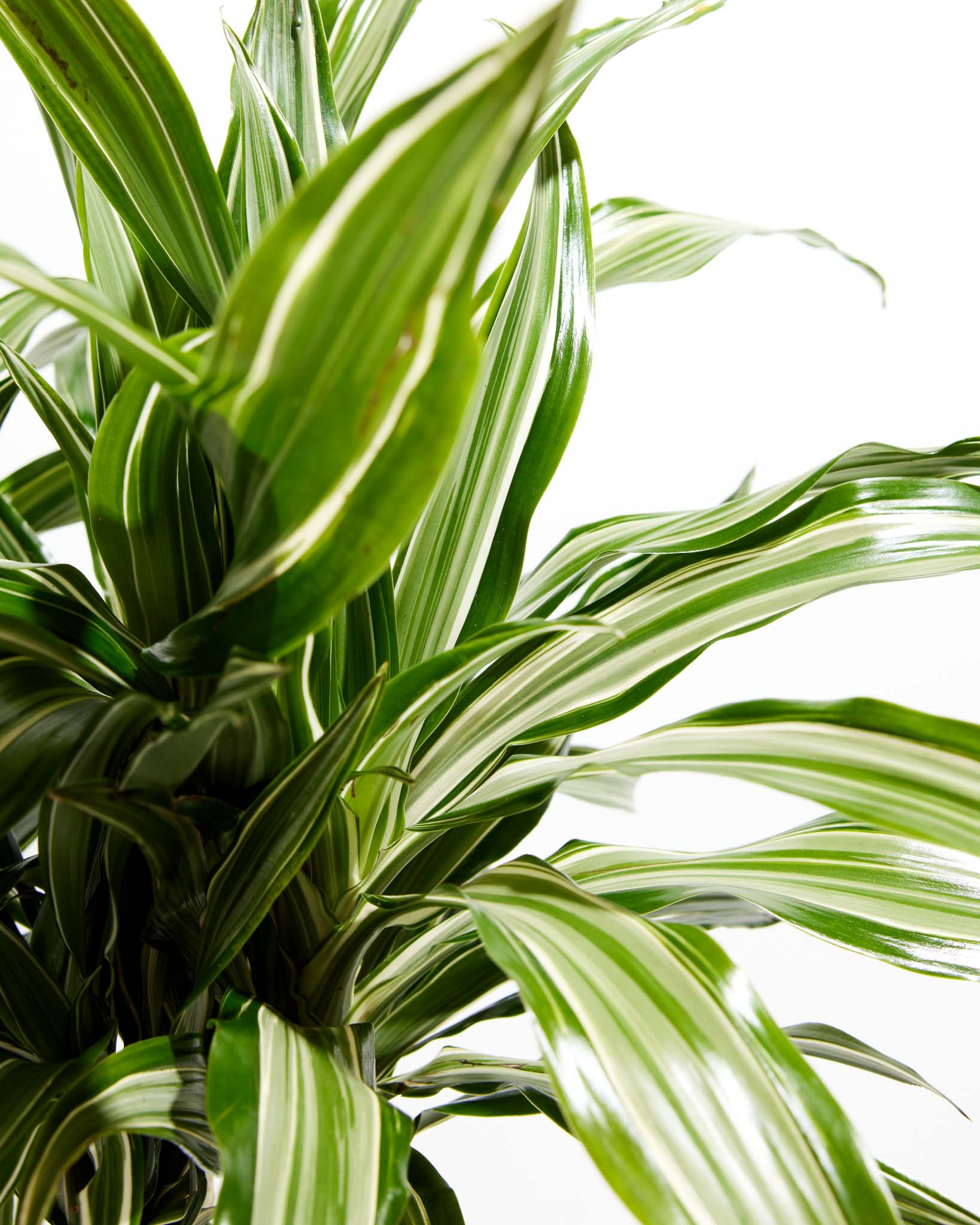 White Striped Dracaena (Dragon Tree)