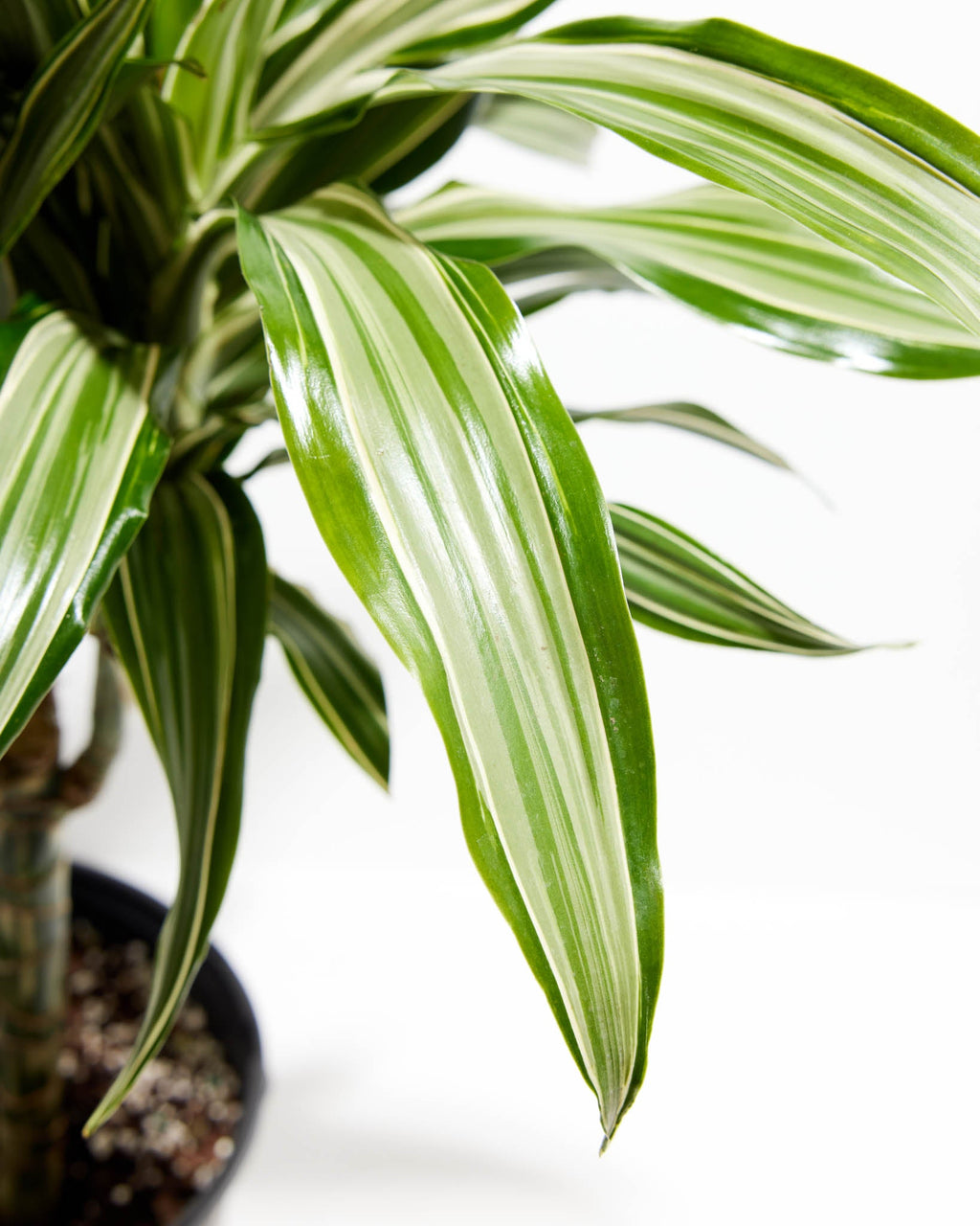 White Striped Dracaena (Dragon Tree)