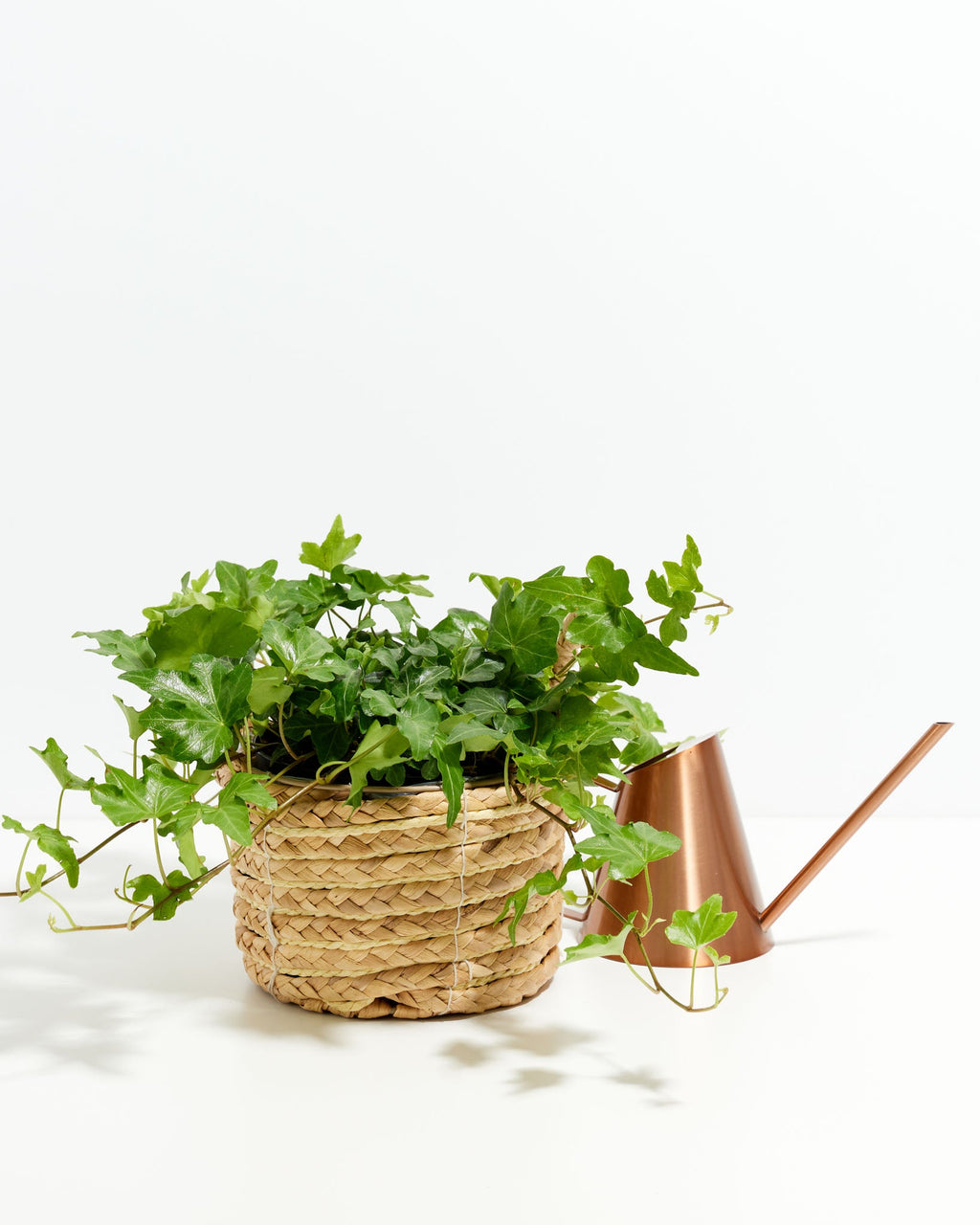 English Ivy Plant (Hedera helix)