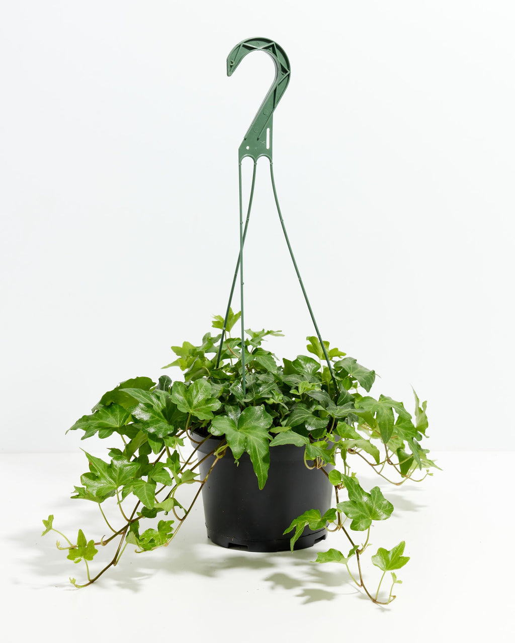 English Ivy Plant (Hedera helix)