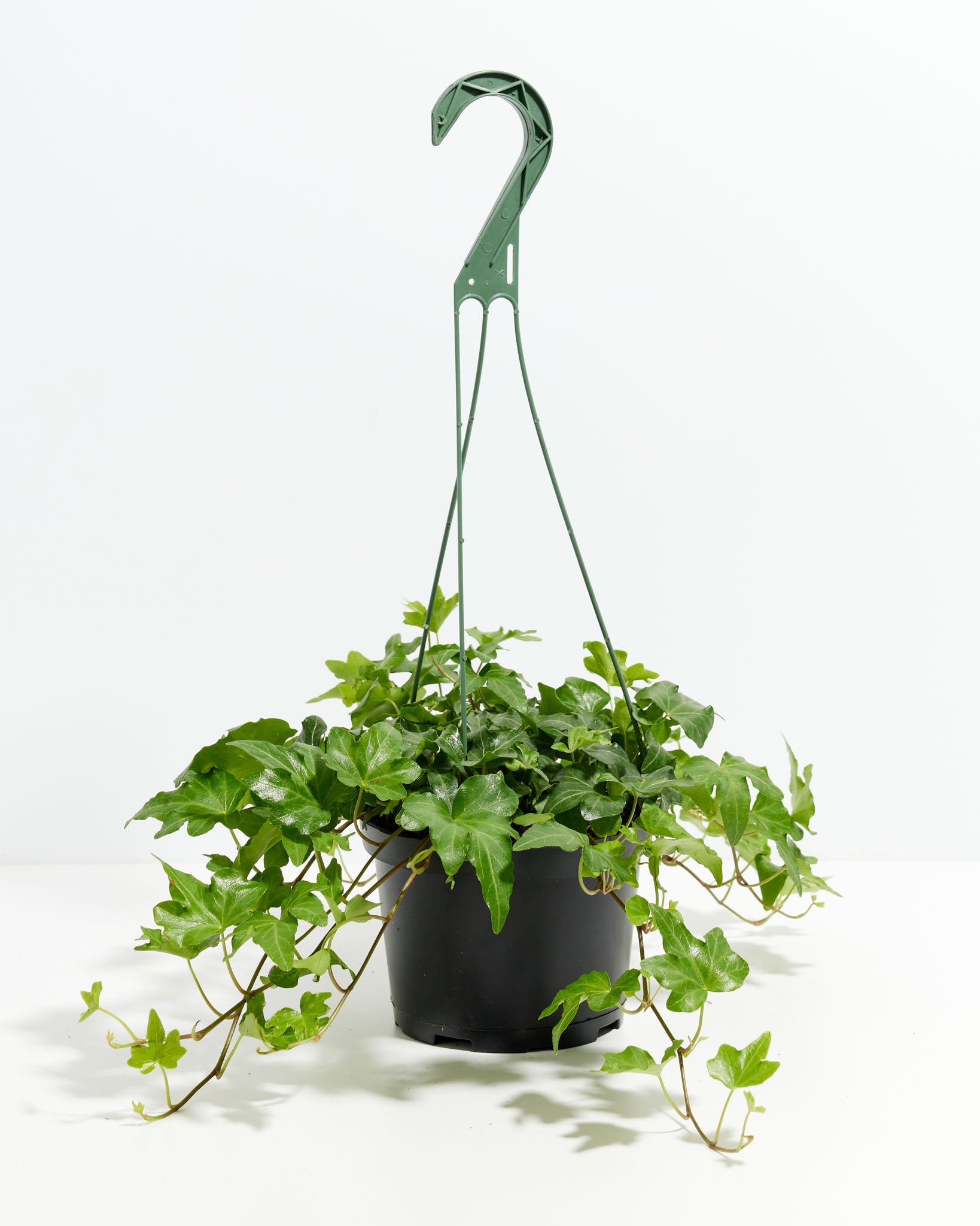 English Ivy Plant (Hedera helix)