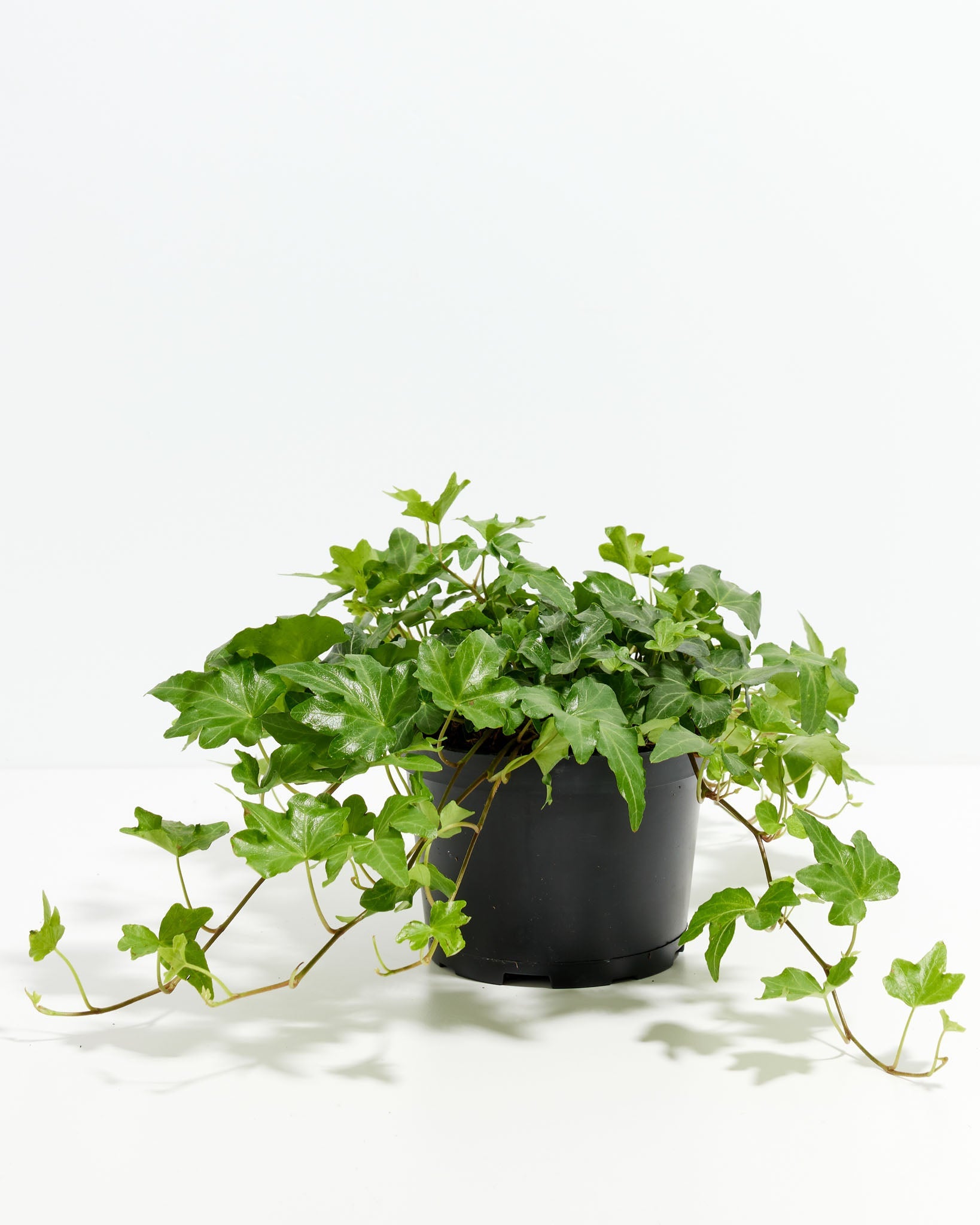 English Ivy Plant (Hedera helix)