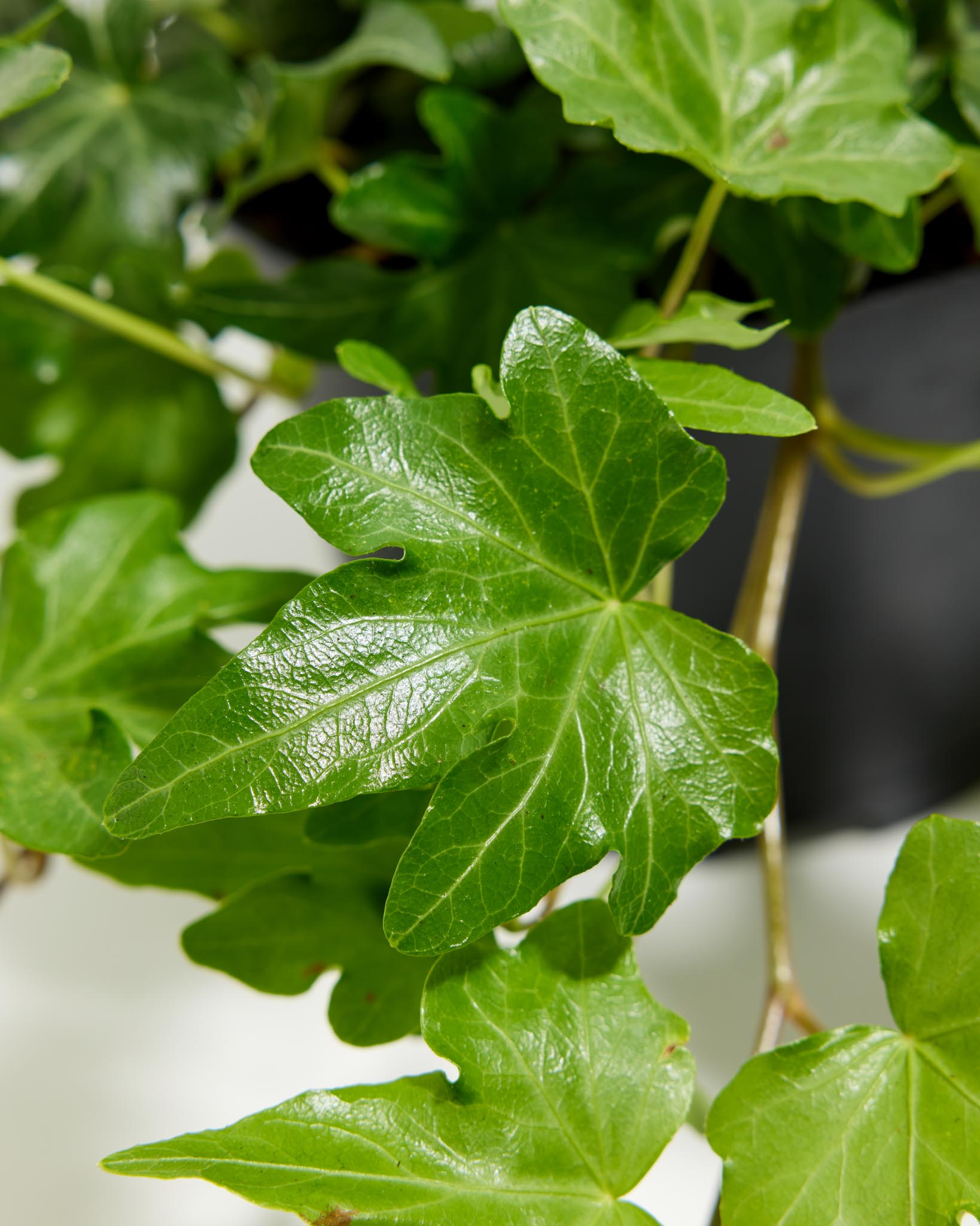 English Ivy Plant (Hedera helix)