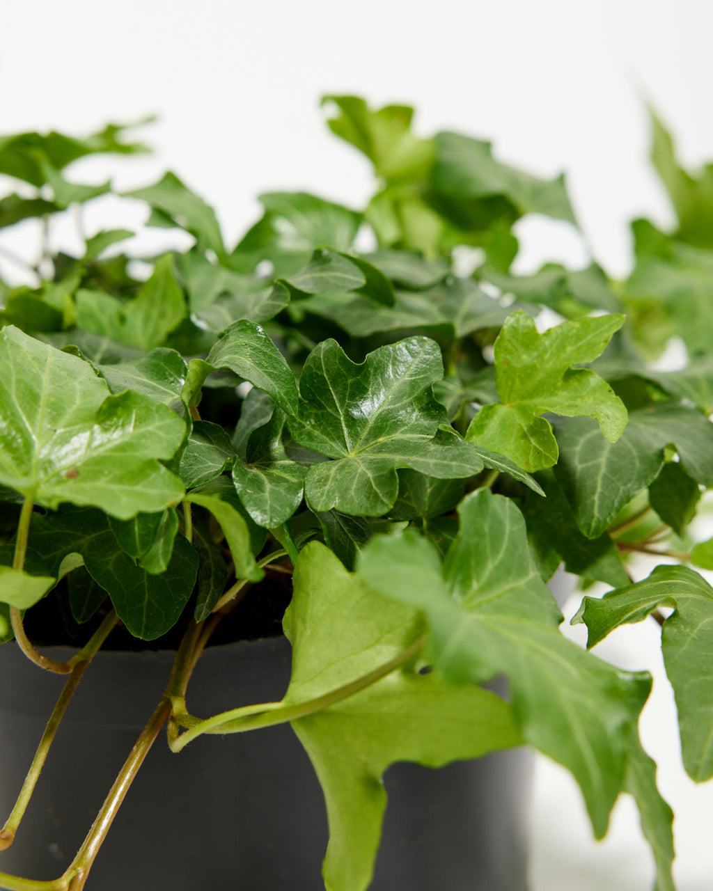 English Ivy Plant (Hedera helix)