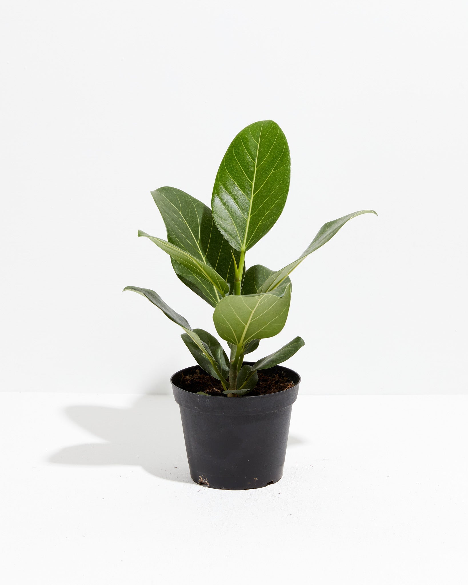 Ficus Audrey