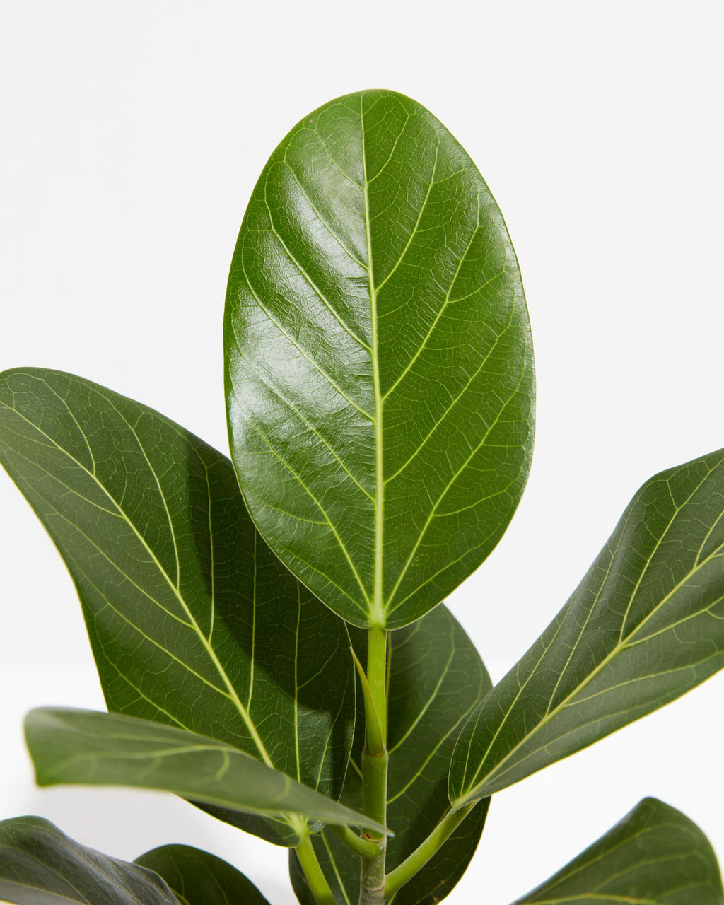 Ficus Audrey