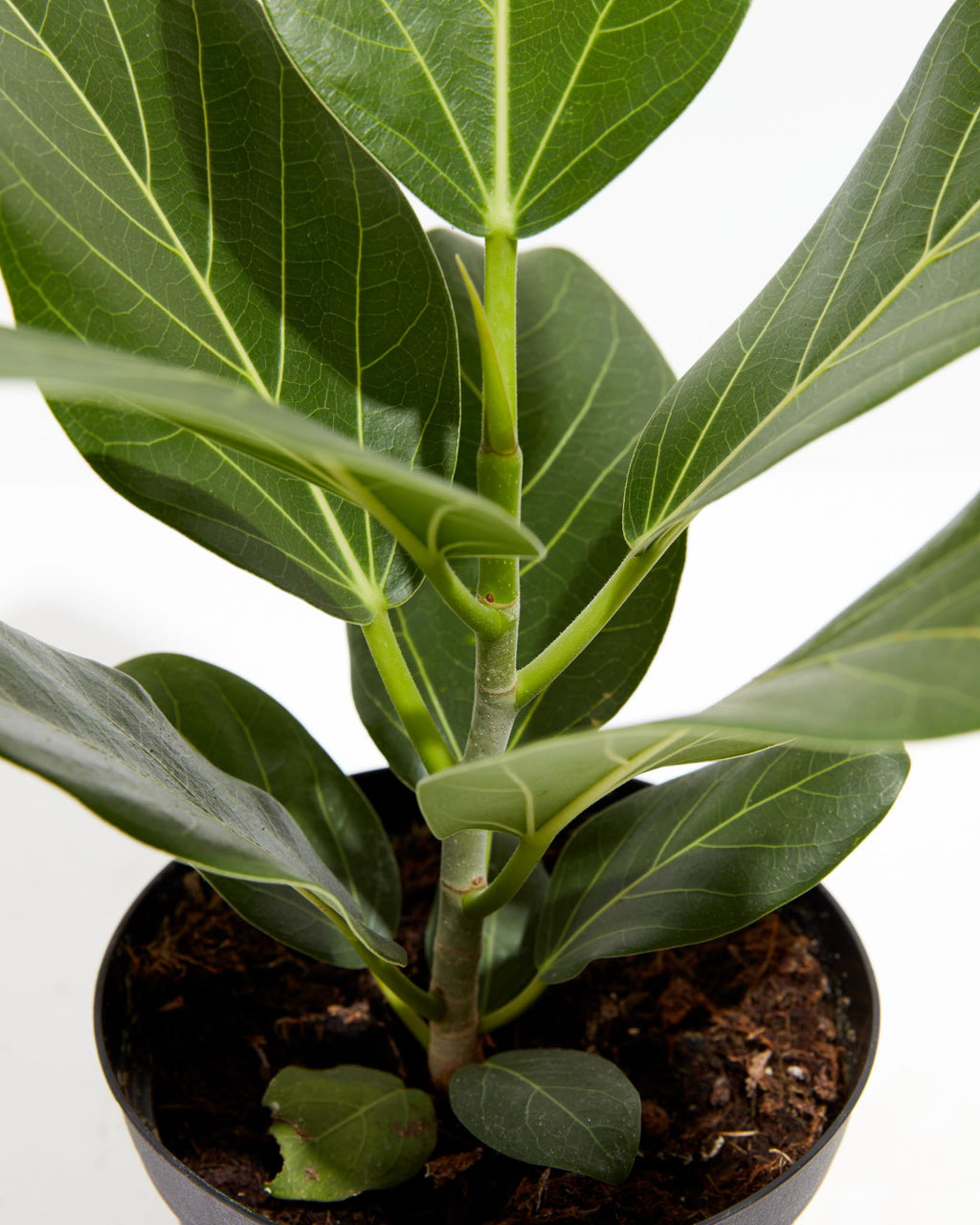 Ficus Audrey
