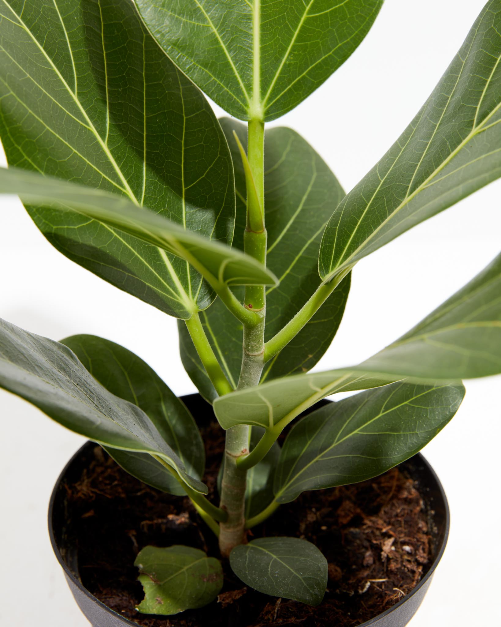 Ficus Audrey
