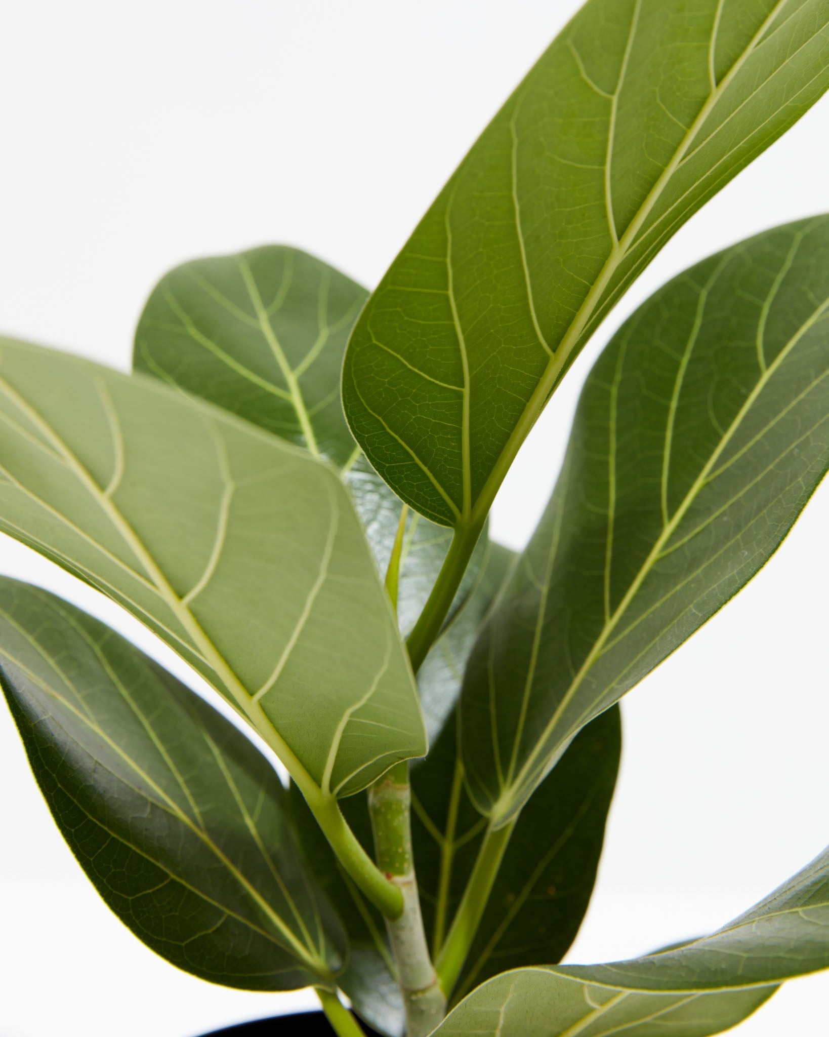 Ficus Audrey