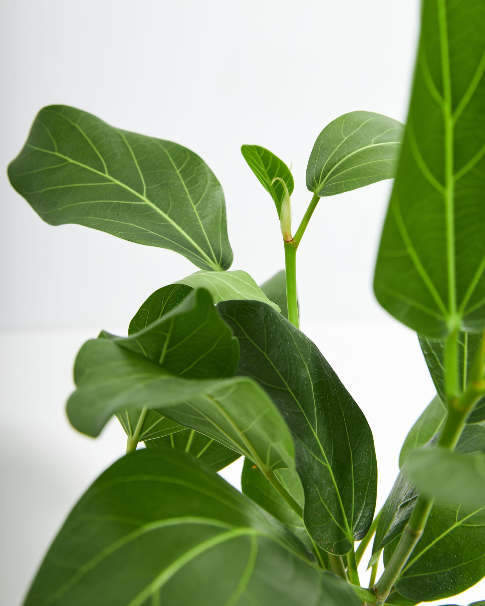 Ficus Audrey