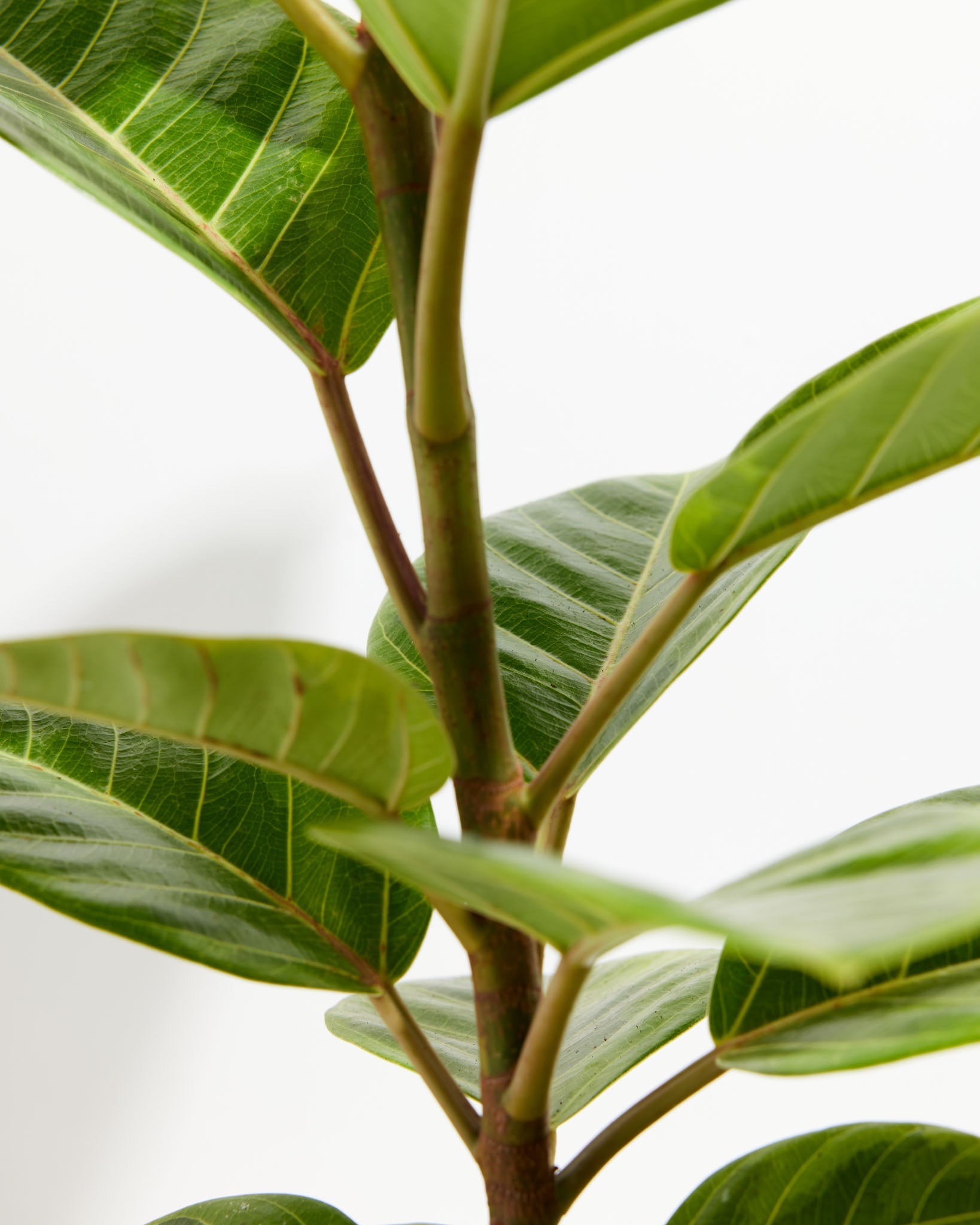Ficus Audrey