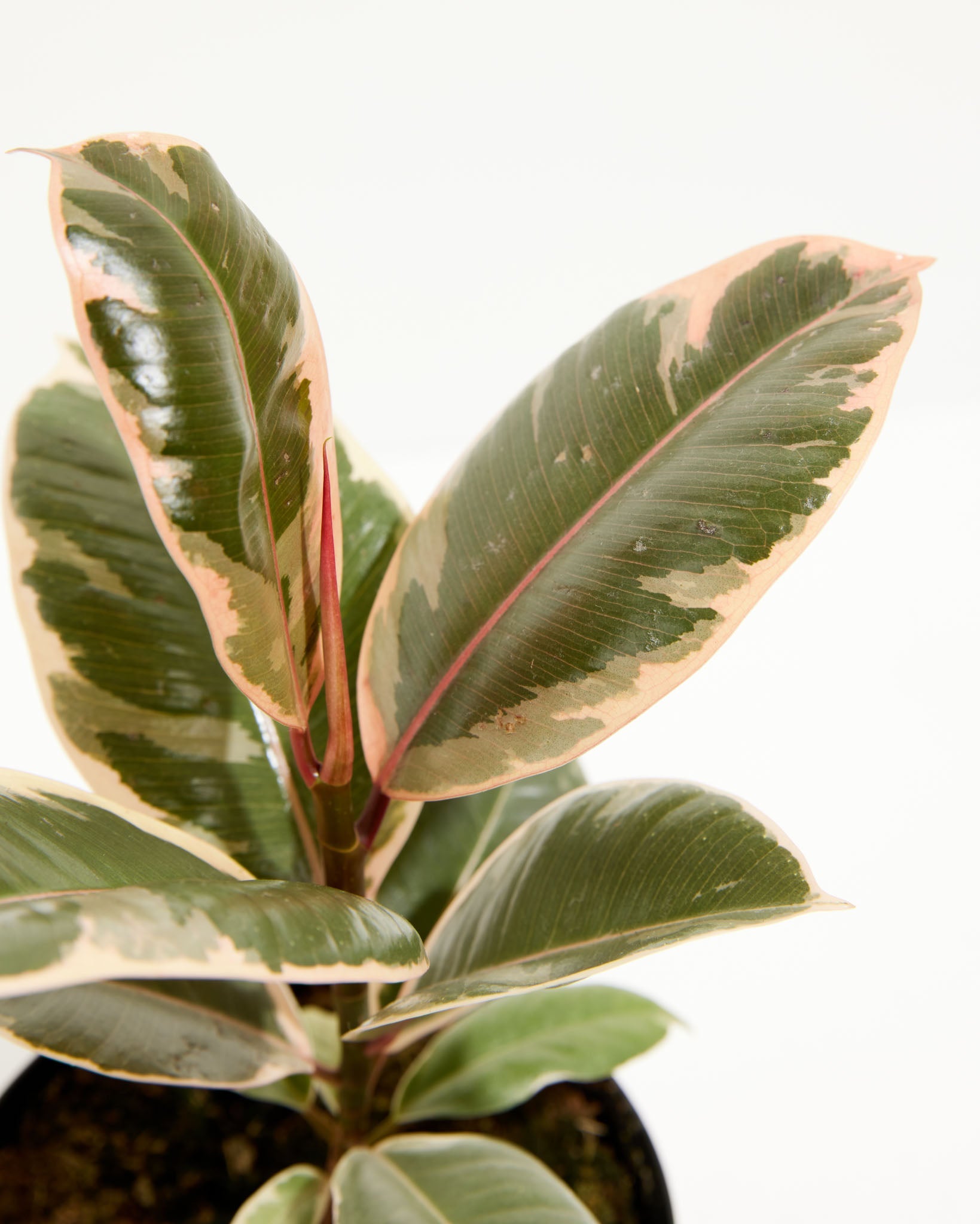 Ficus Tineke (elastica)