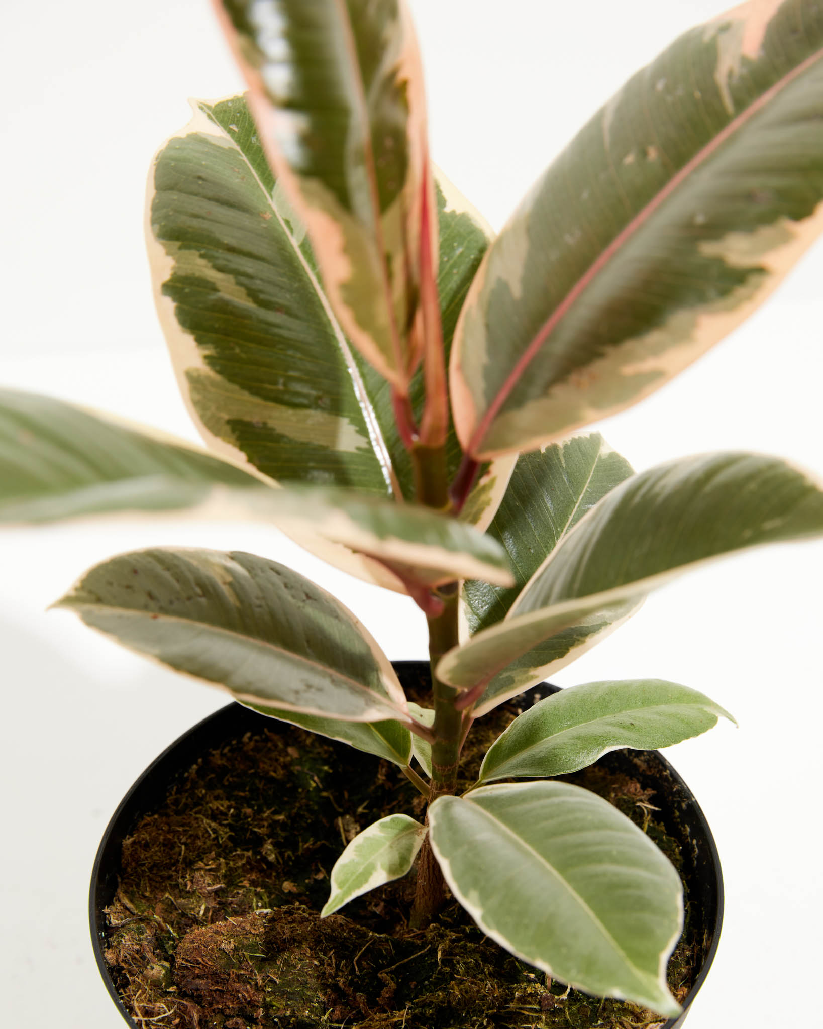 Ficus Tineke (elastica)