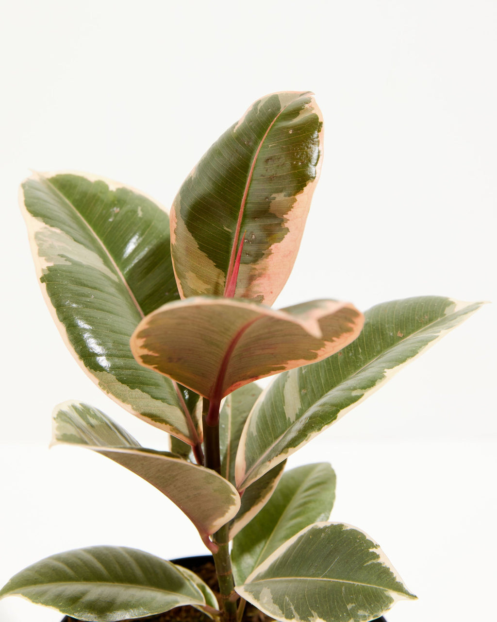 Ficus Tineke (elastica)