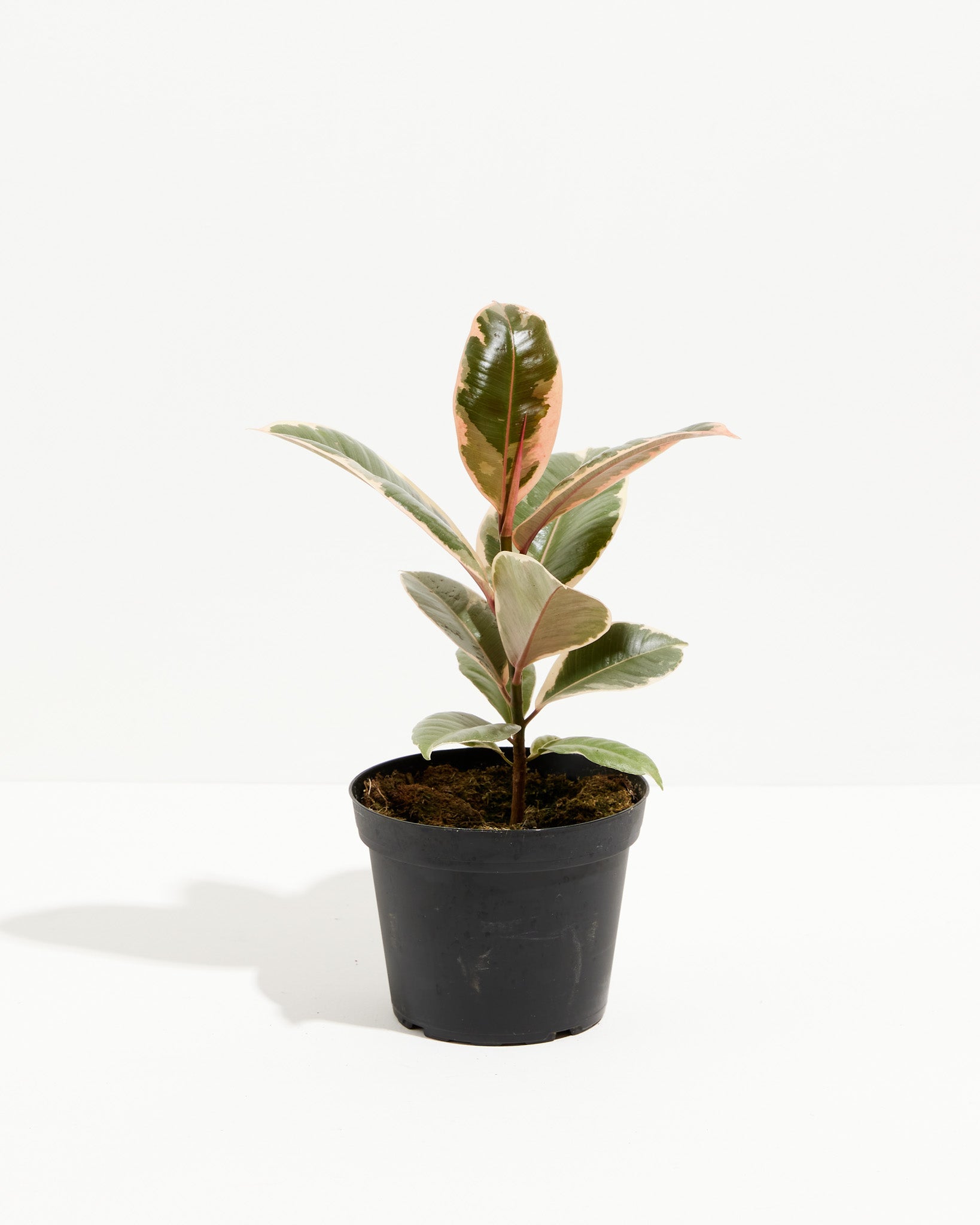 Ficus Tineke (elastica)