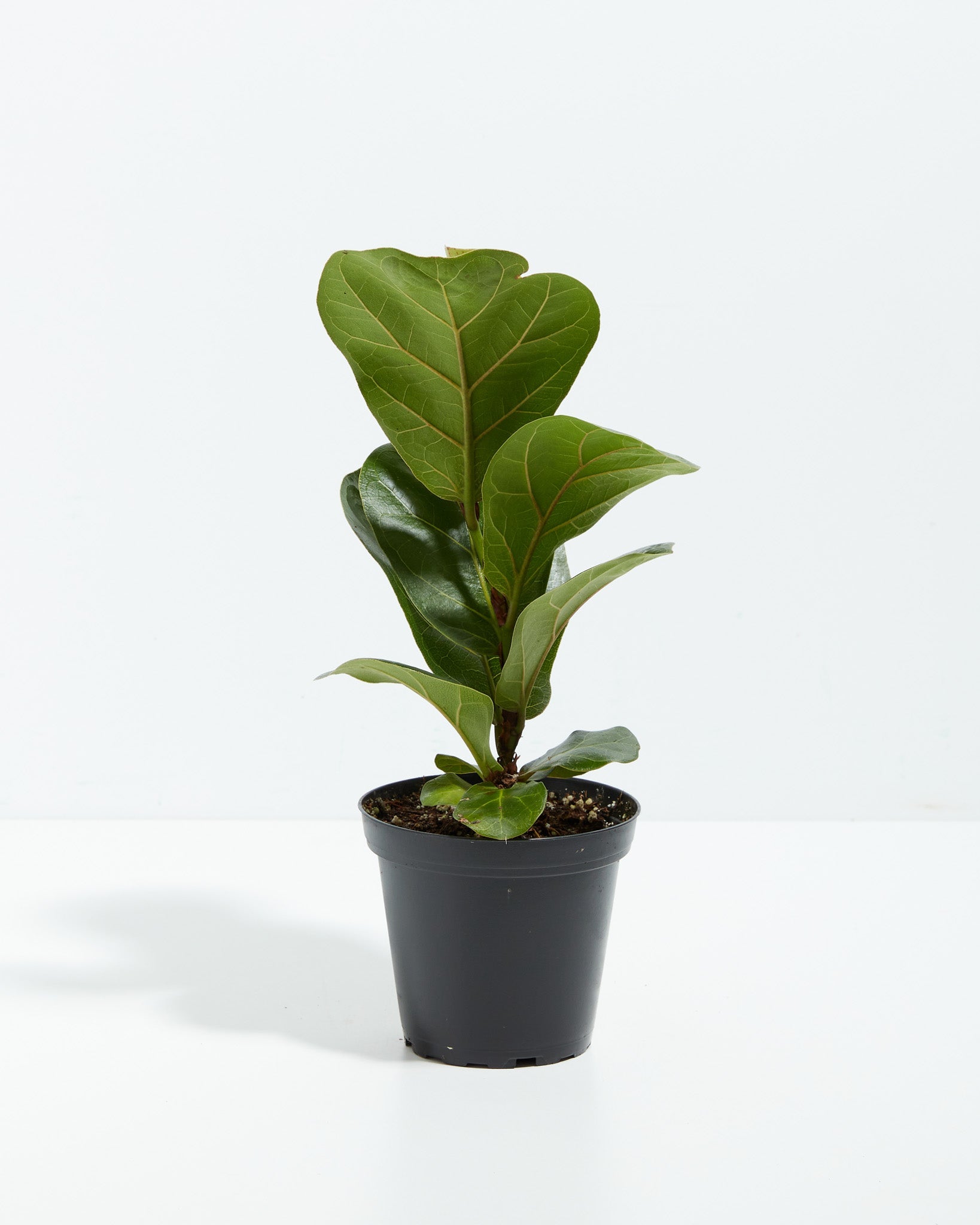Fiddle Leaf Fig Tree (Ficus Lyrata)
