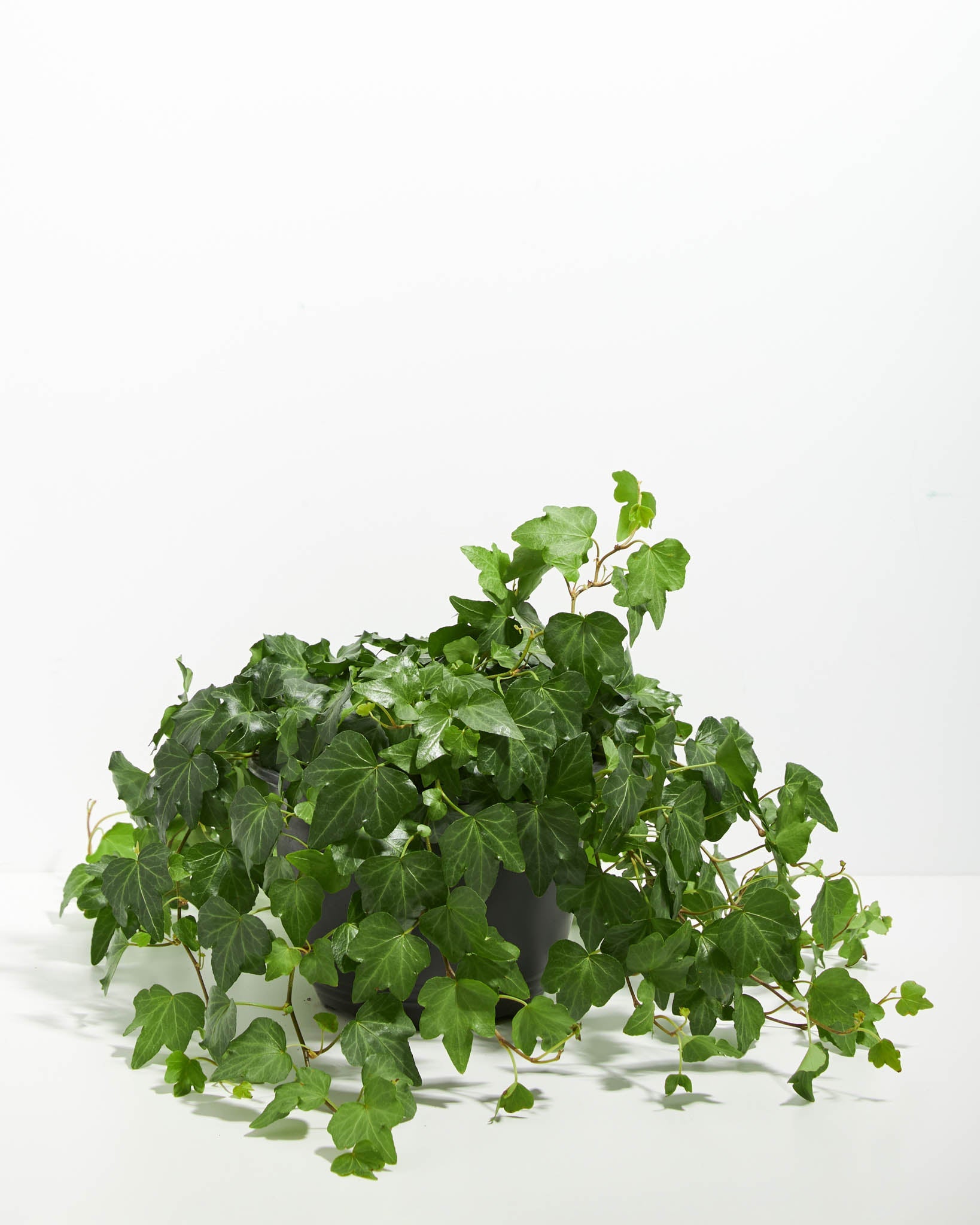 English Ivy Plant (Hedera helix)