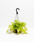 Neon Philodendron