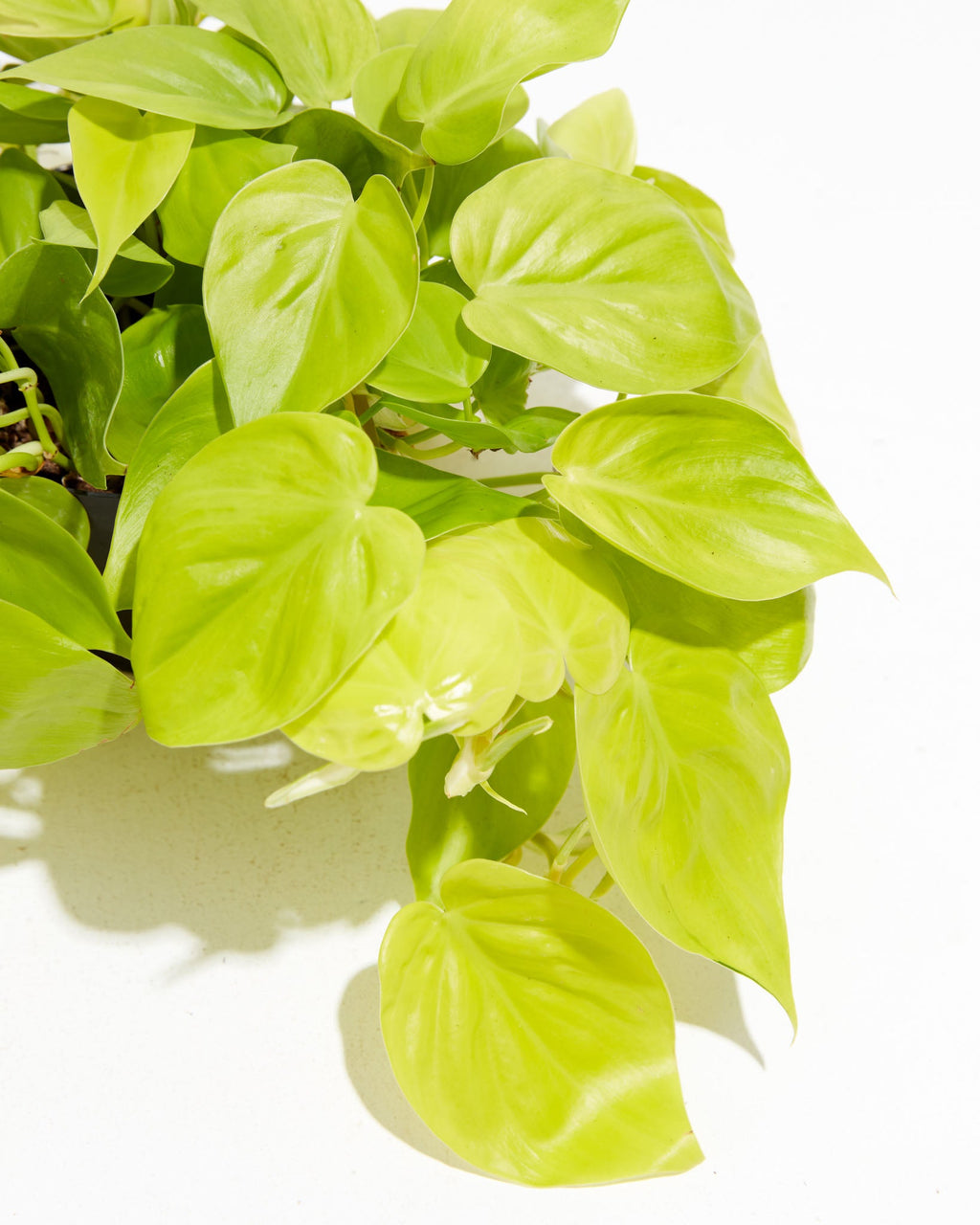 Neon Philodendron