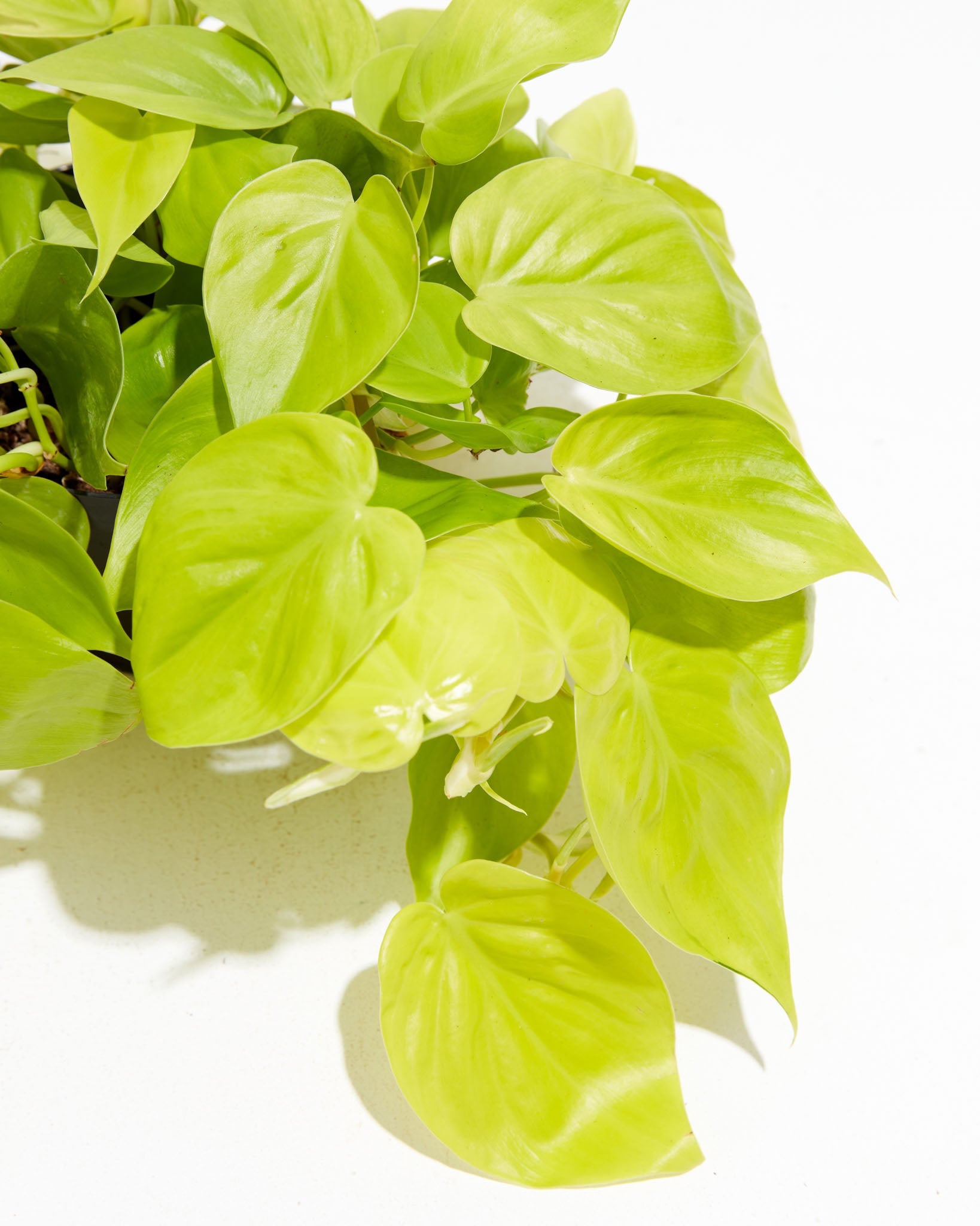 Neon Philodendron