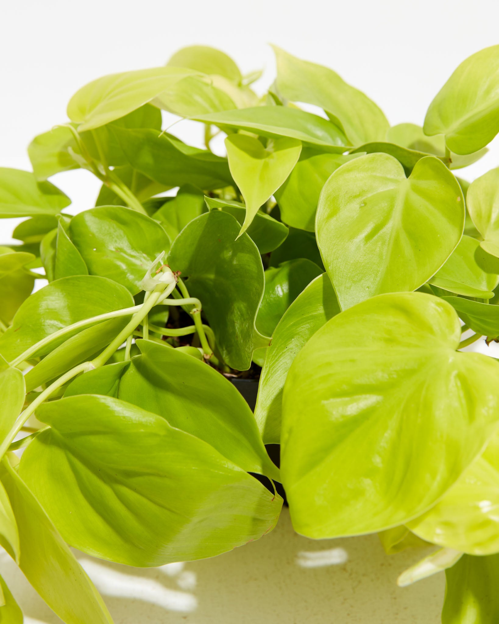 Neon Philodendron
