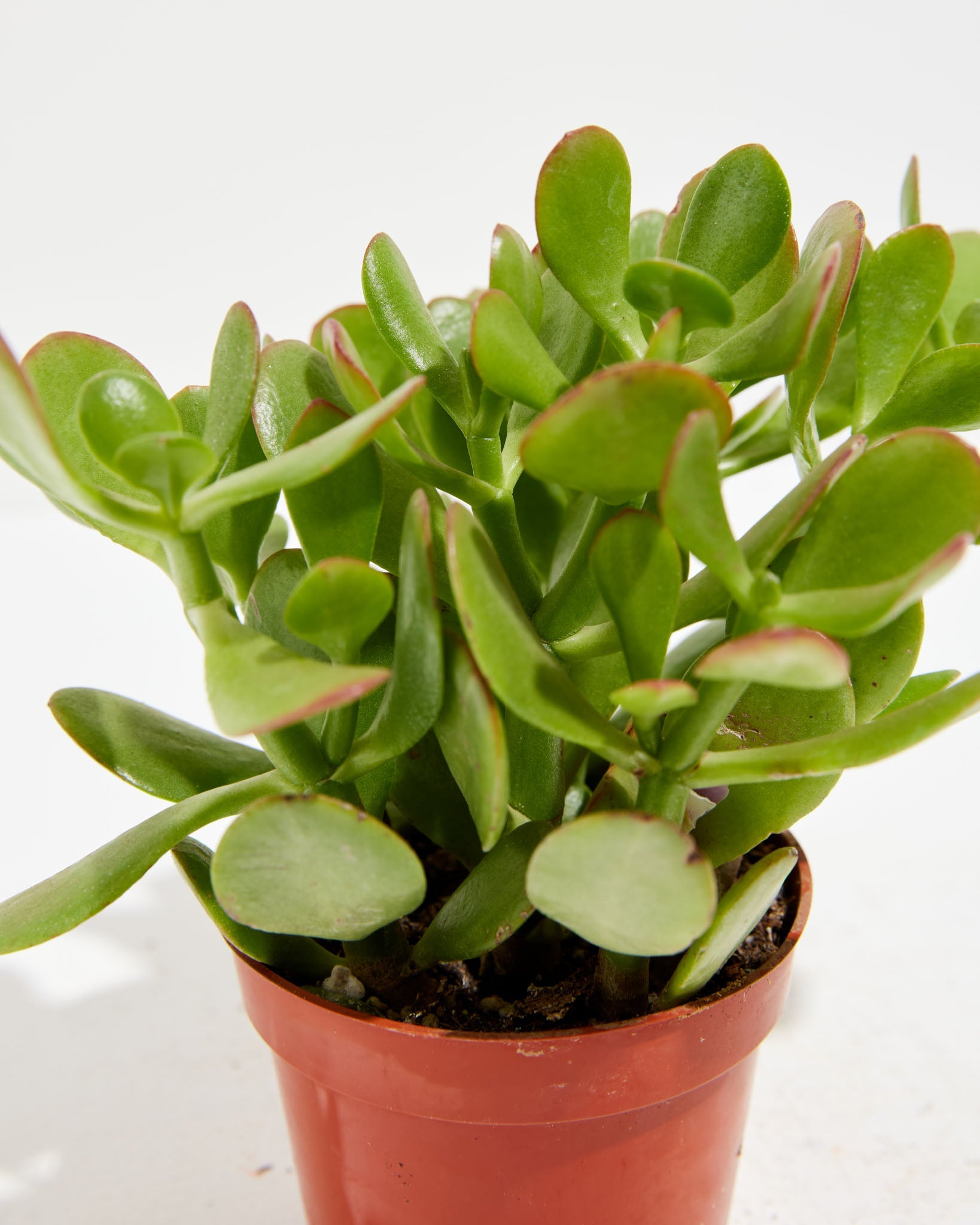 Jade Plant