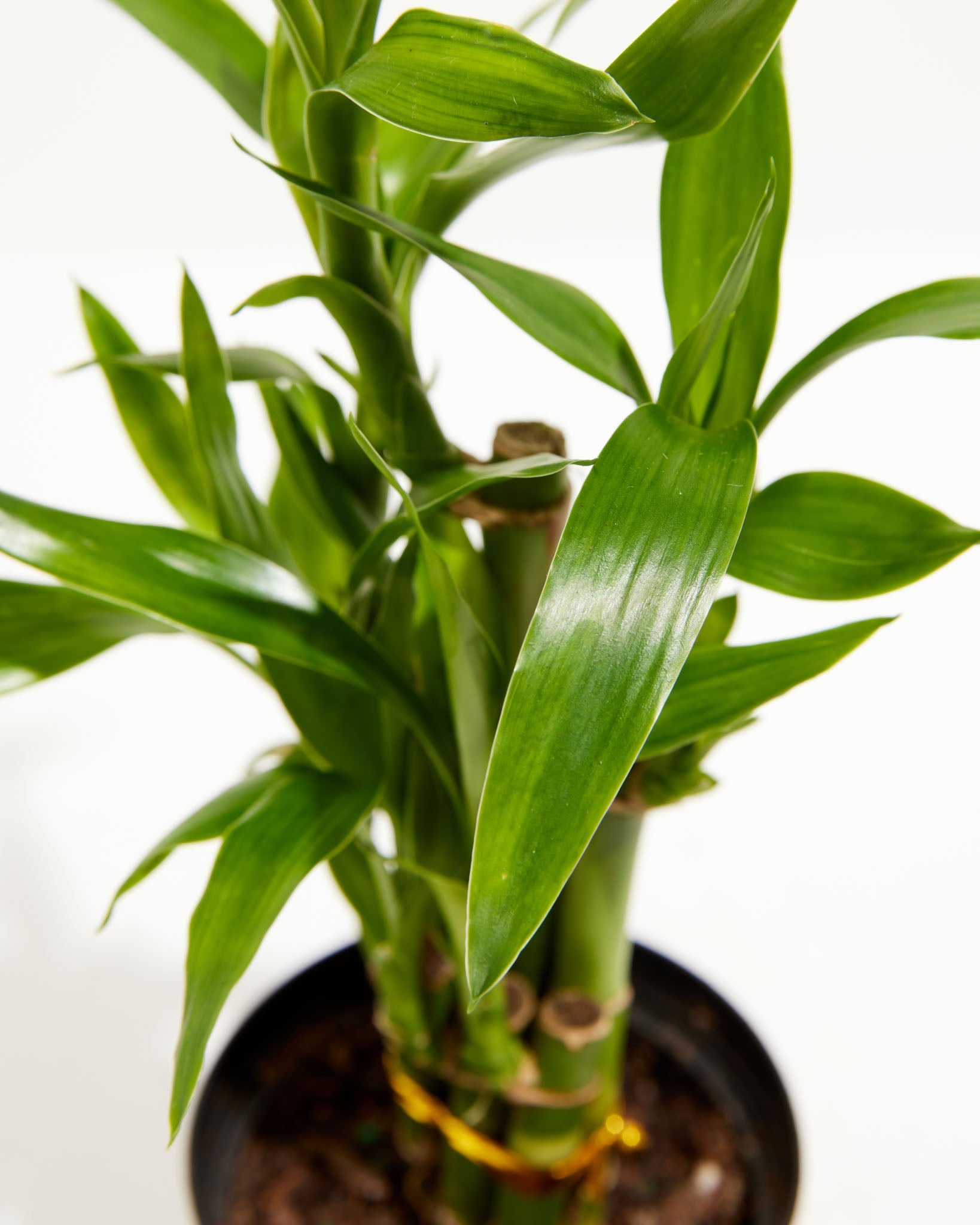 Lucky Bamboo