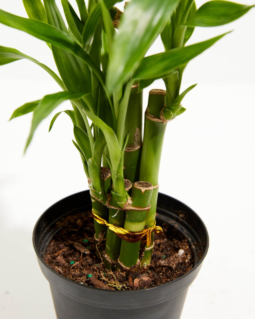 Lucky Bamboo