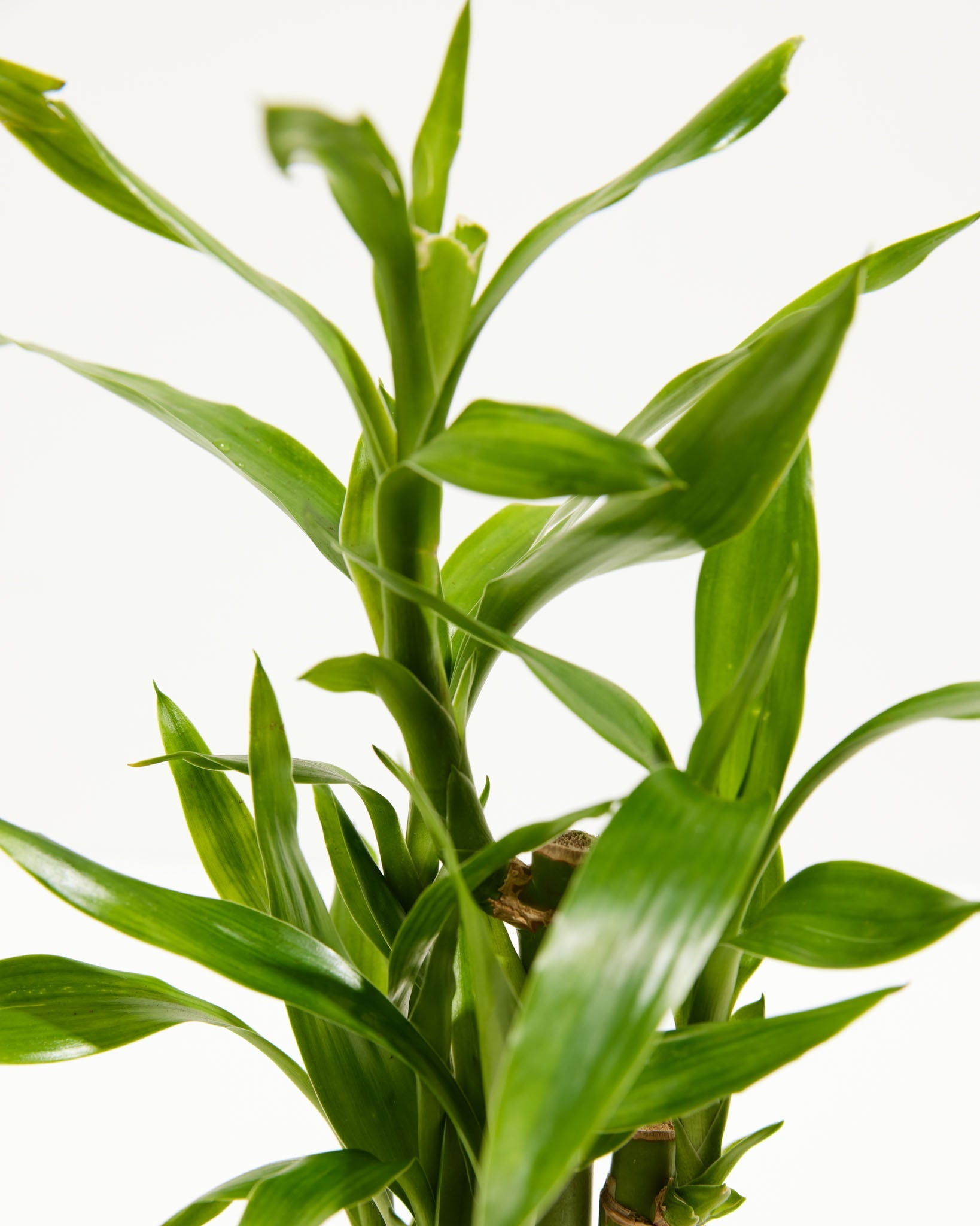Lucky Bamboo