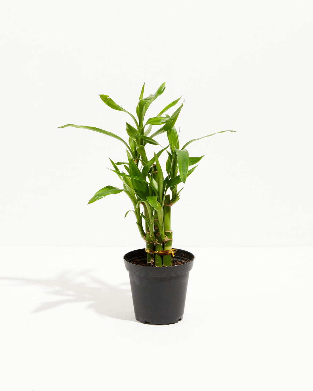 Lucky Bamboo