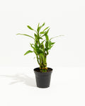 Lucky Bamboo