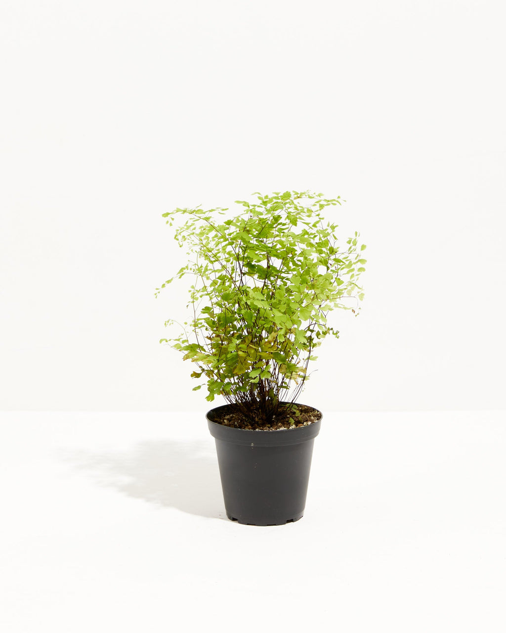 Maidenhair Fern