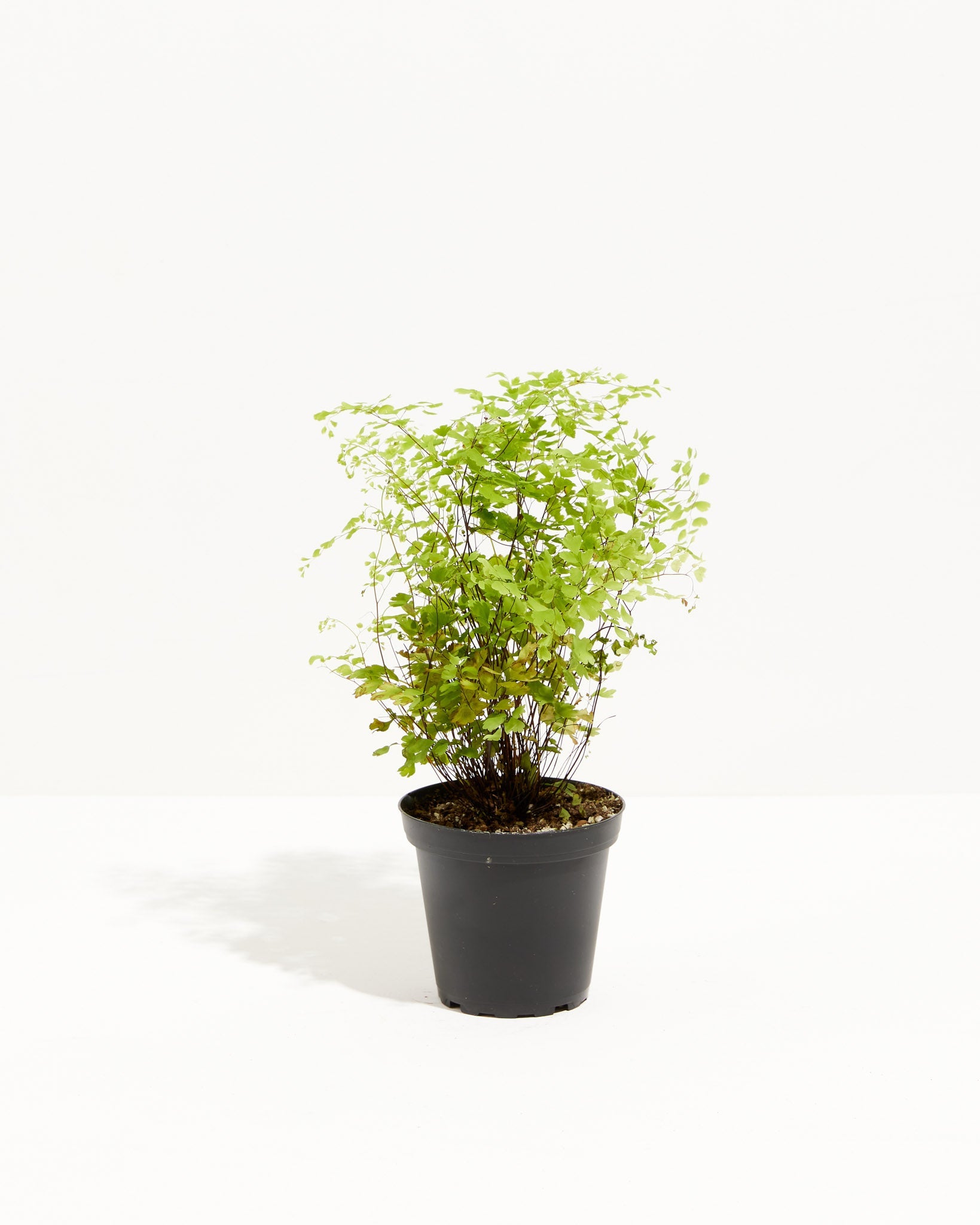 Maidenhair Fern