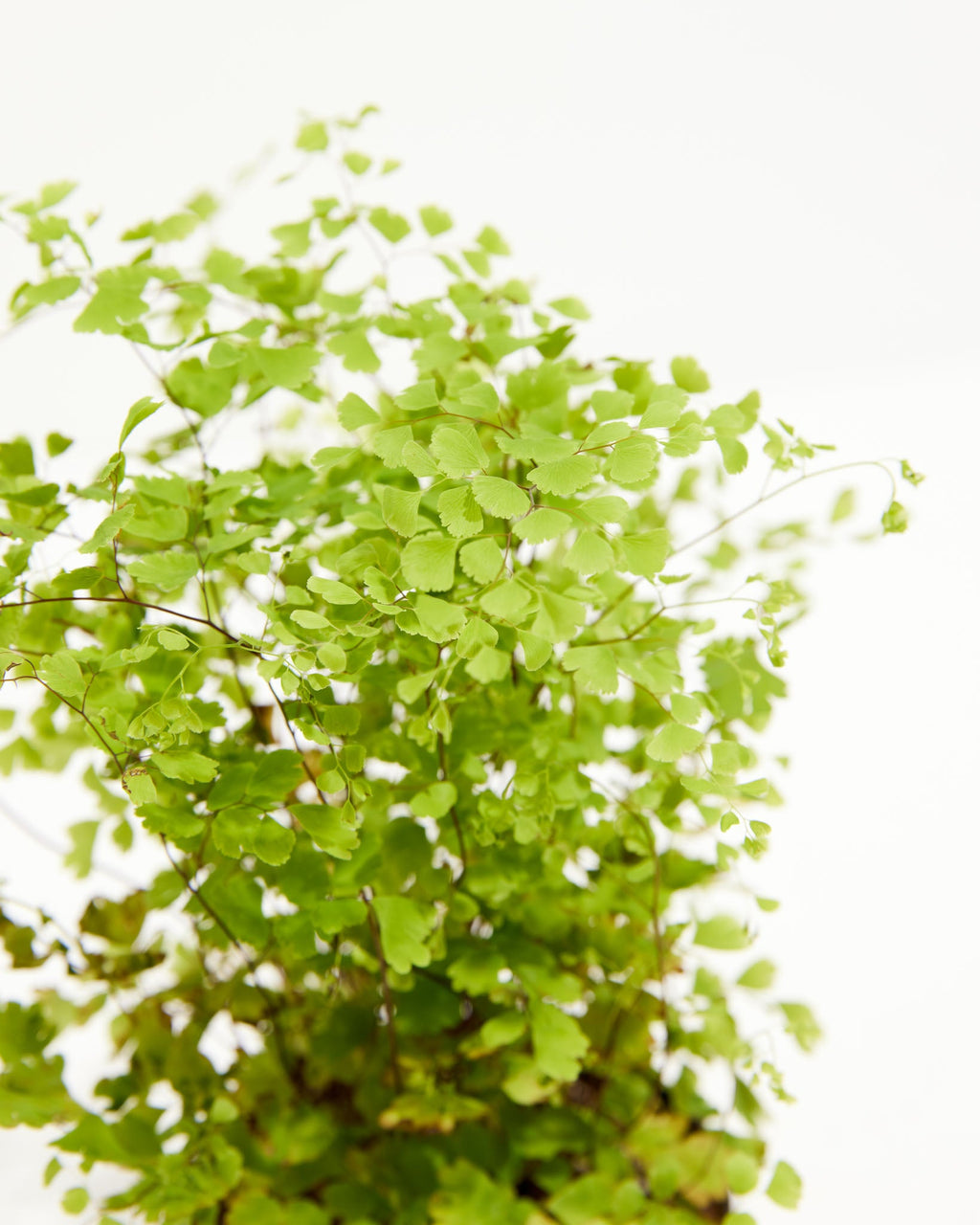Maidenhair Fern