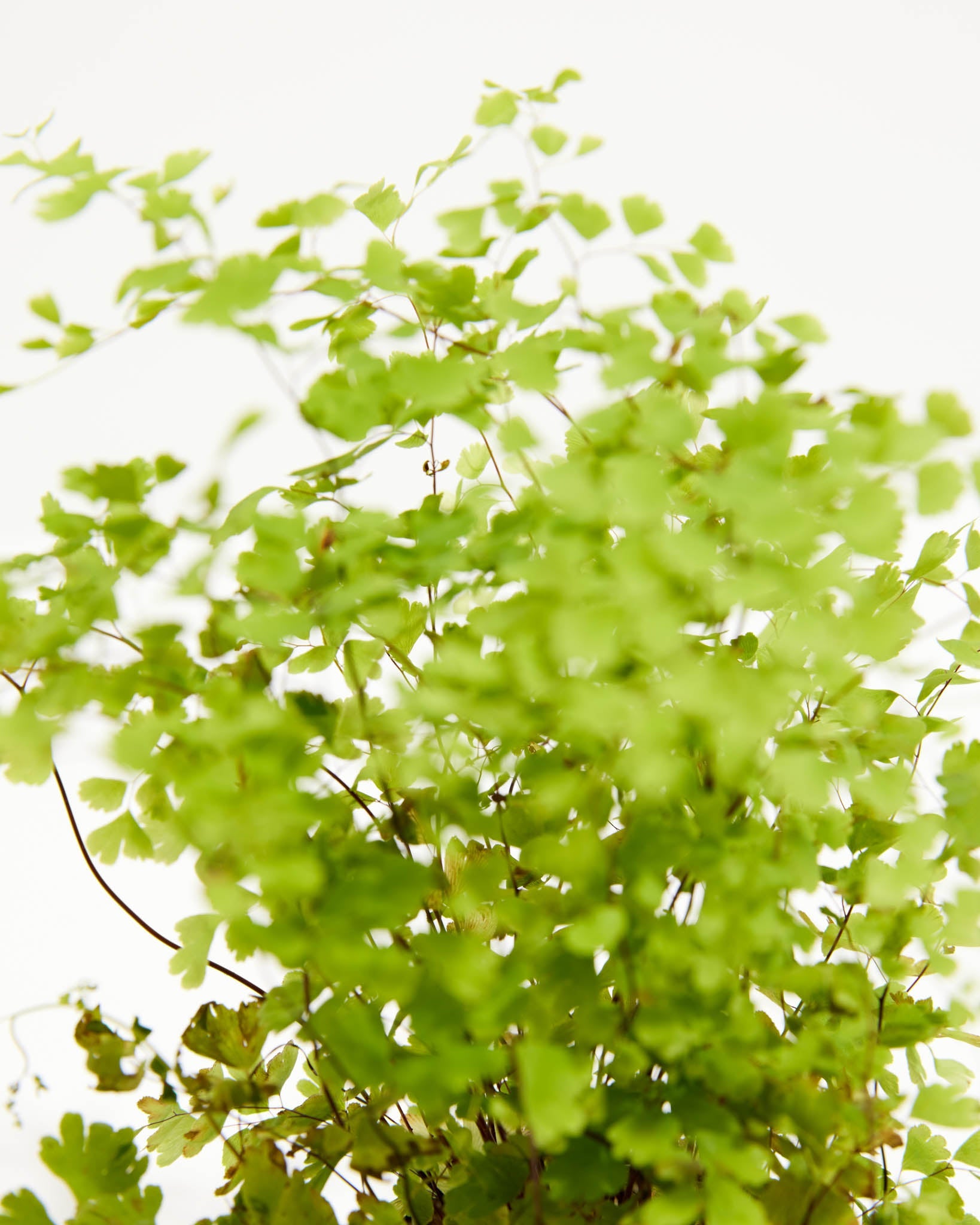 Maidenhair Fern