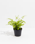 Maidenhair Fern
