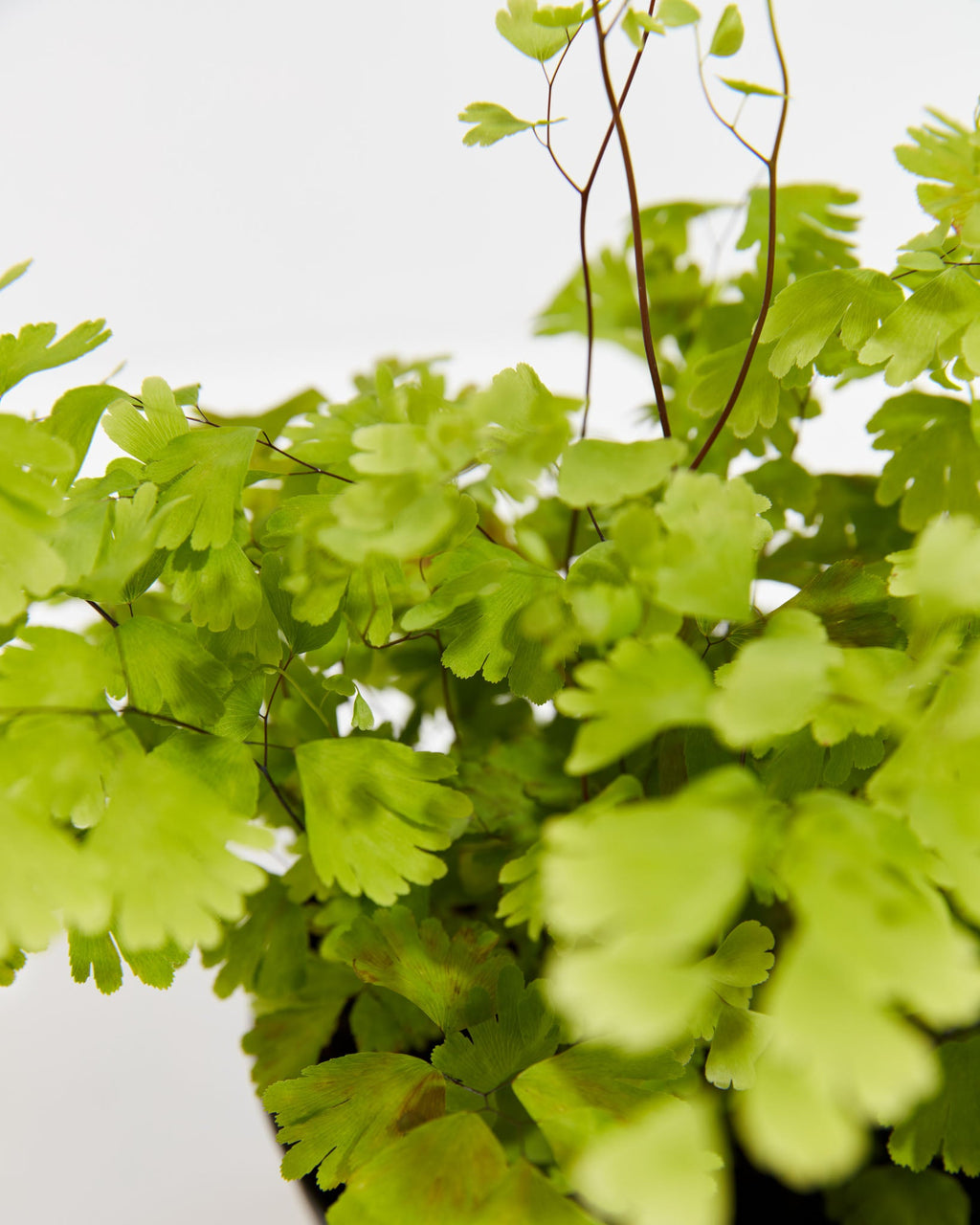 Maidenhair Fern