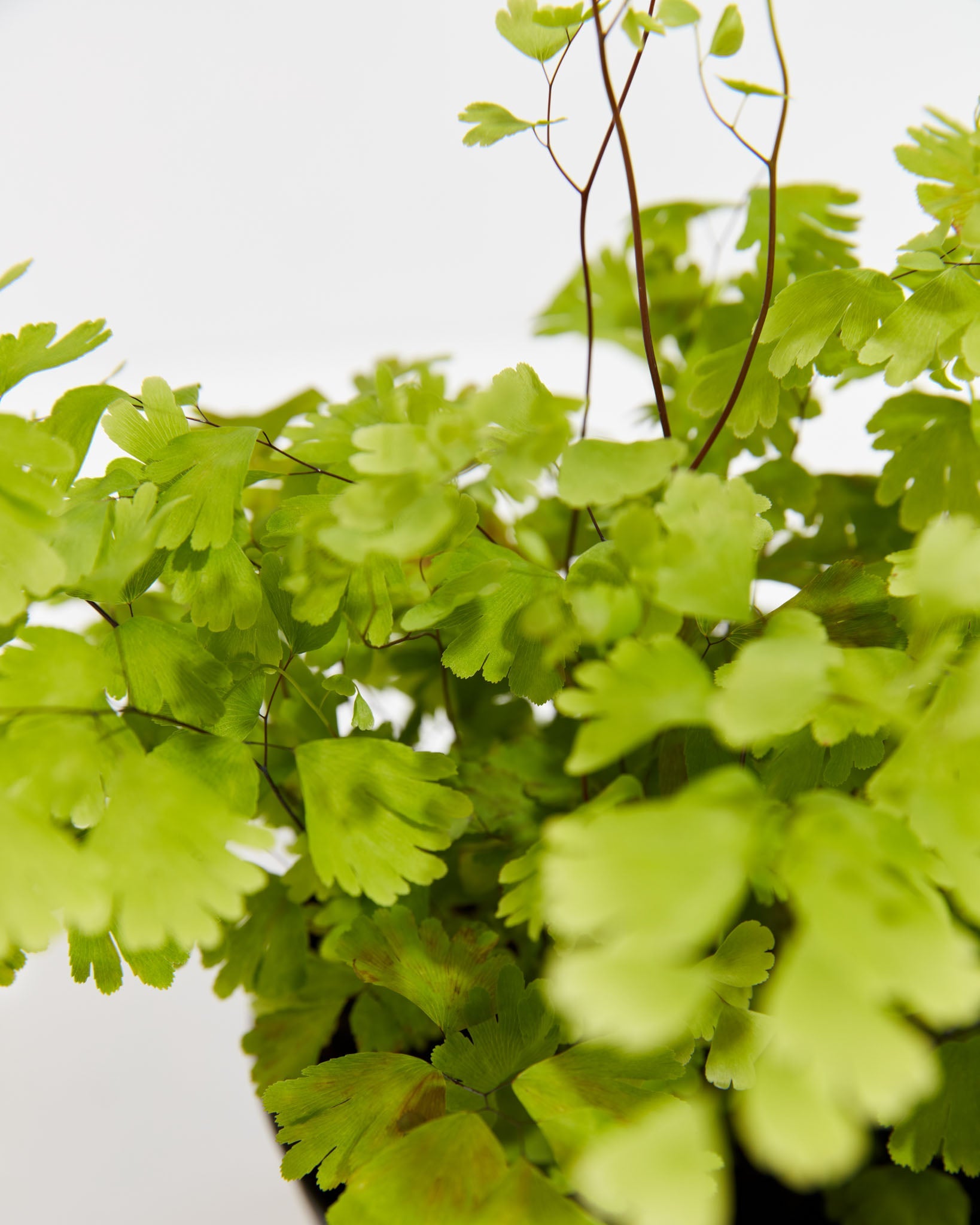 Maidenhair Fern