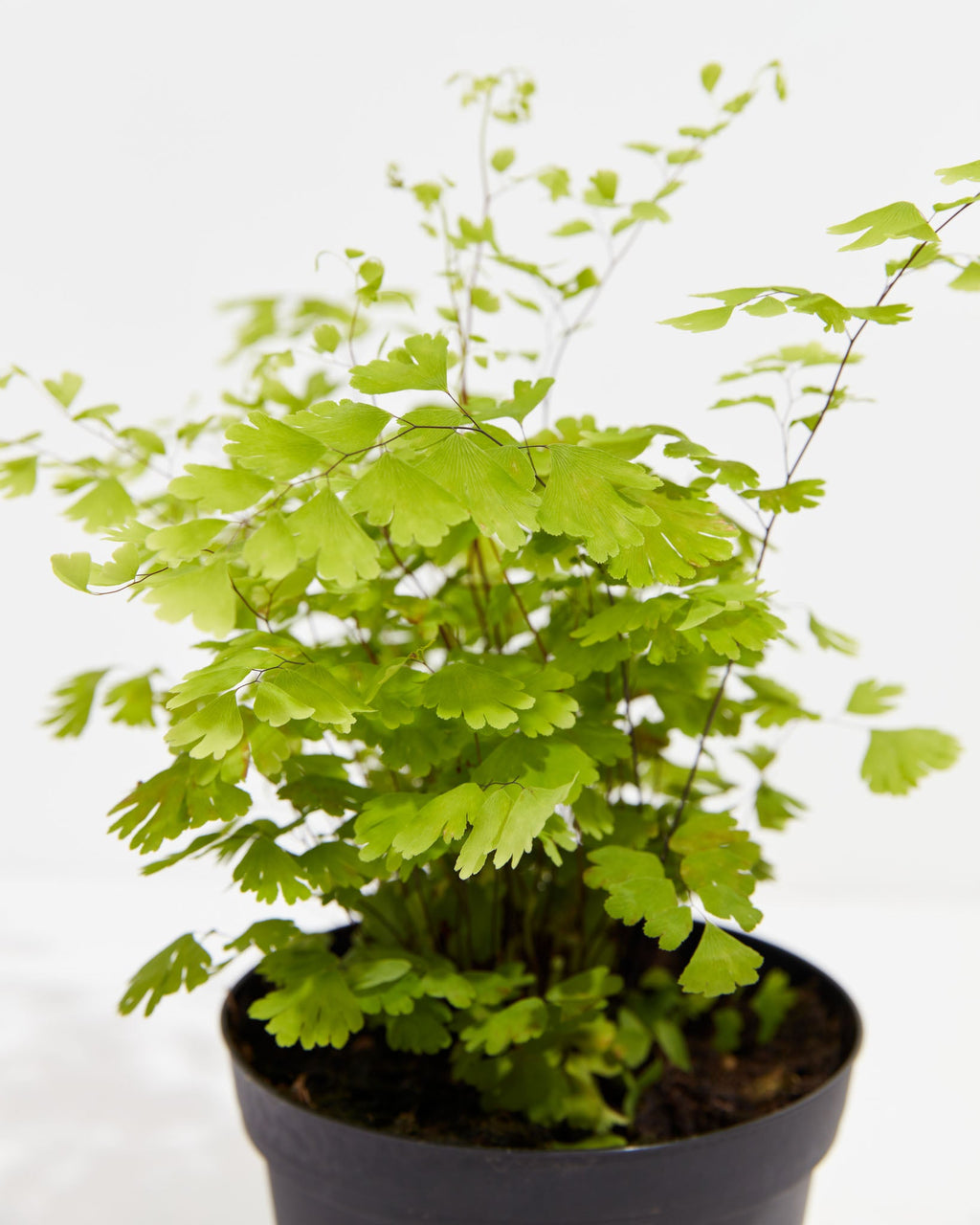 Maidenhair Fern