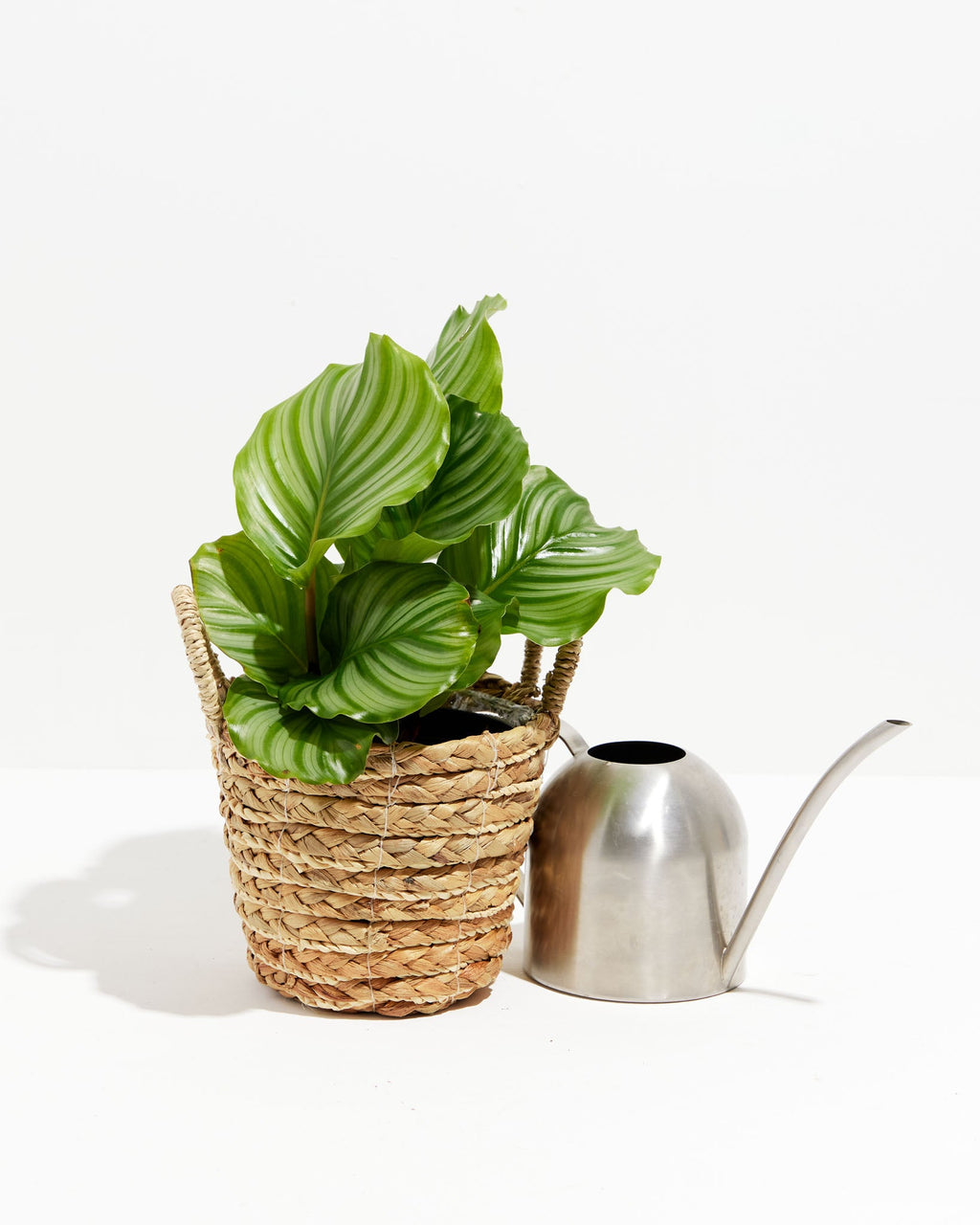 Calathea Orbifolia