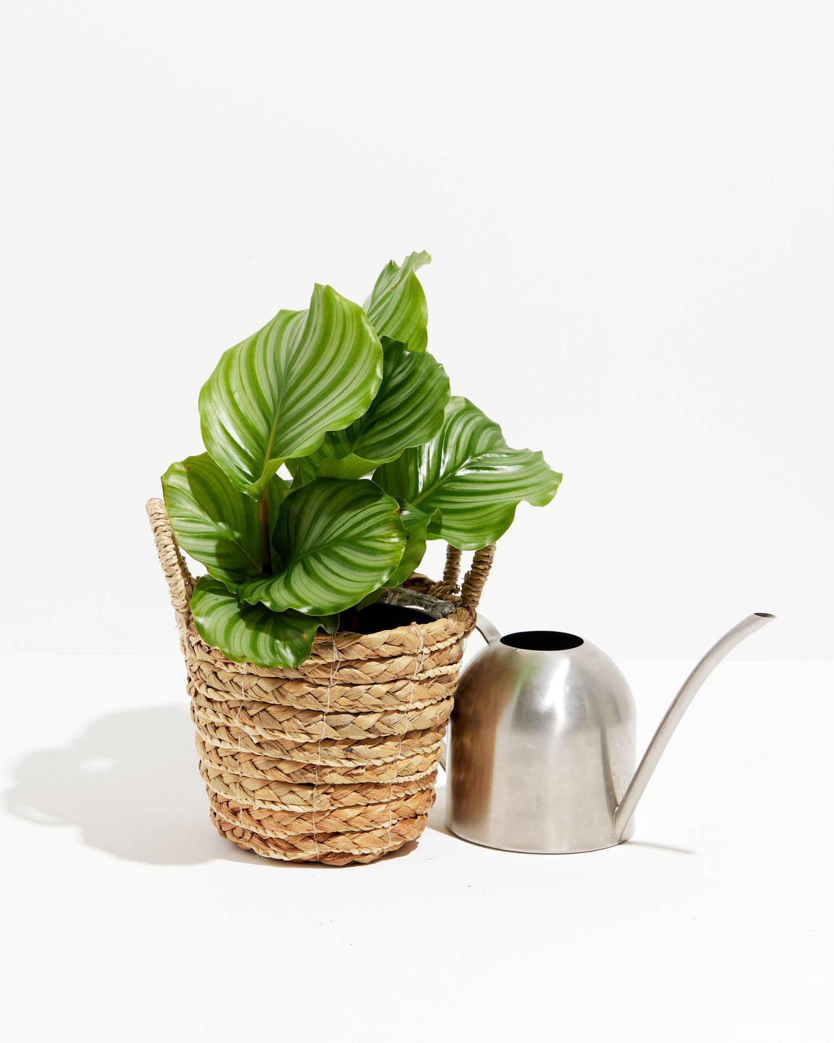 Calathea Orbifolia