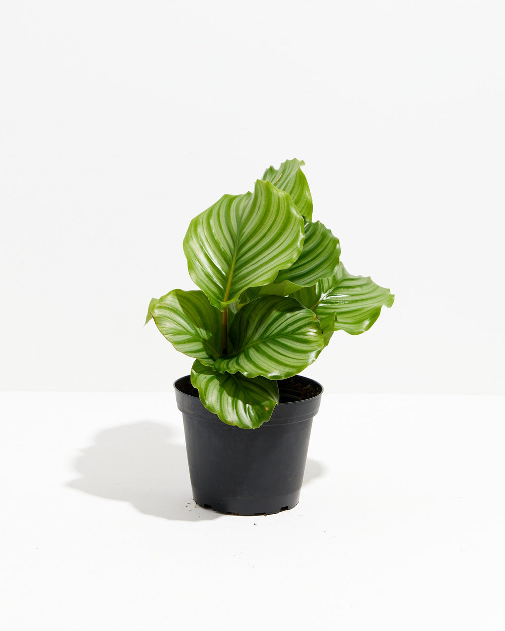 Calathea Orbifolia
